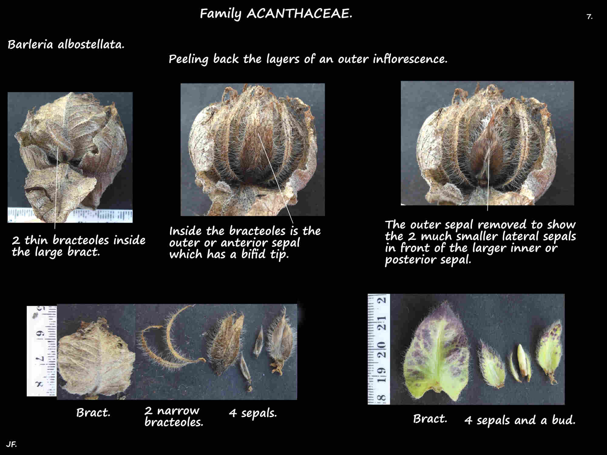 7 The parts of Barleria albostellata inflorescences