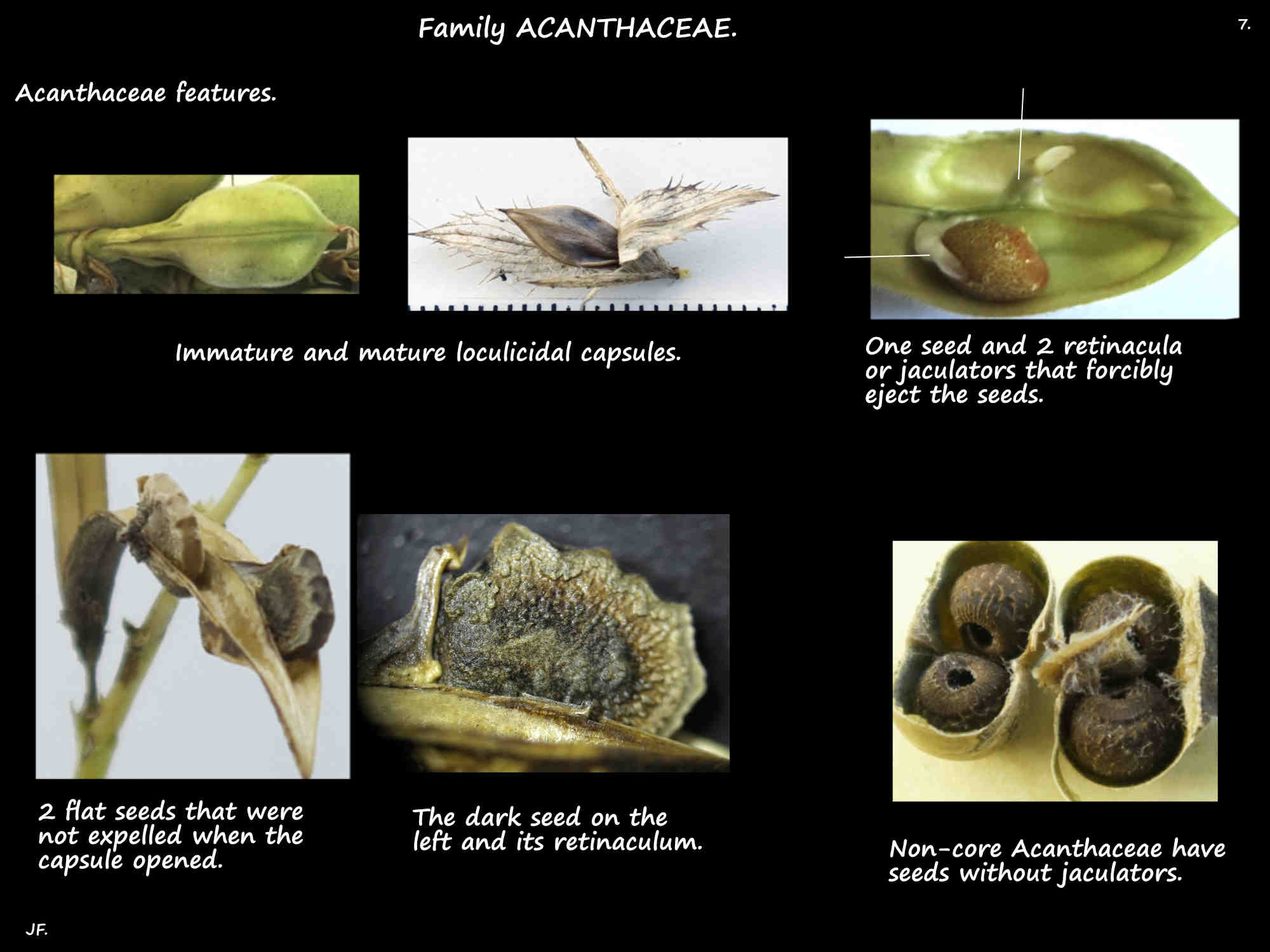 7 The retinaculum & seeds of Acanthaceae fruit
