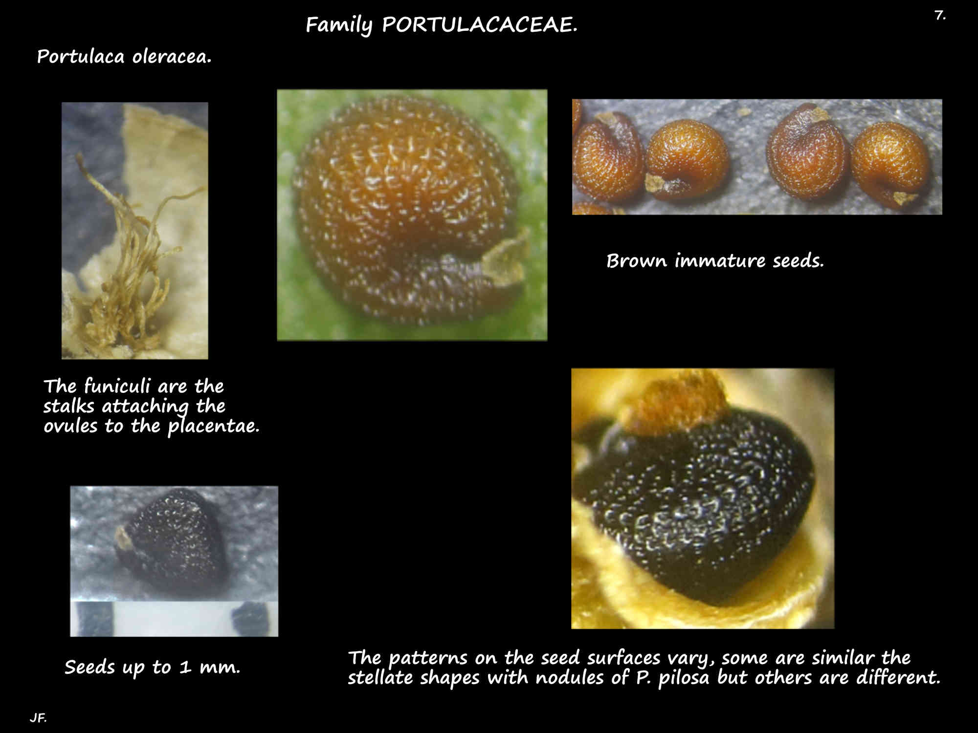 7 The sculptured seeds of Portulaca oleracea