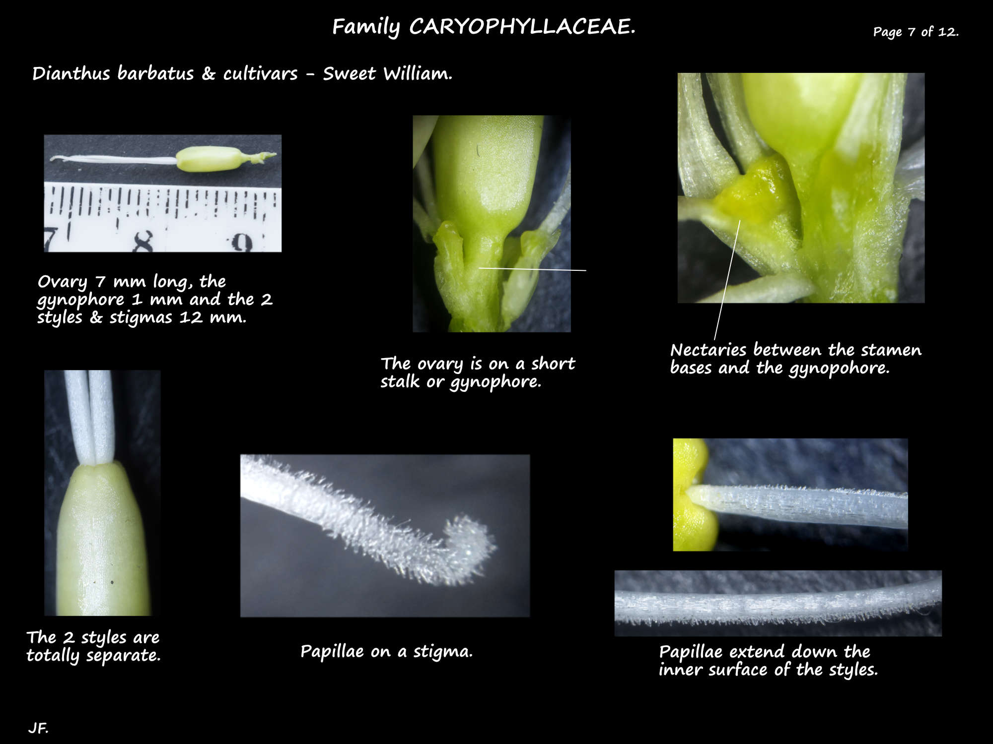 7 The style, stigma & nectaries