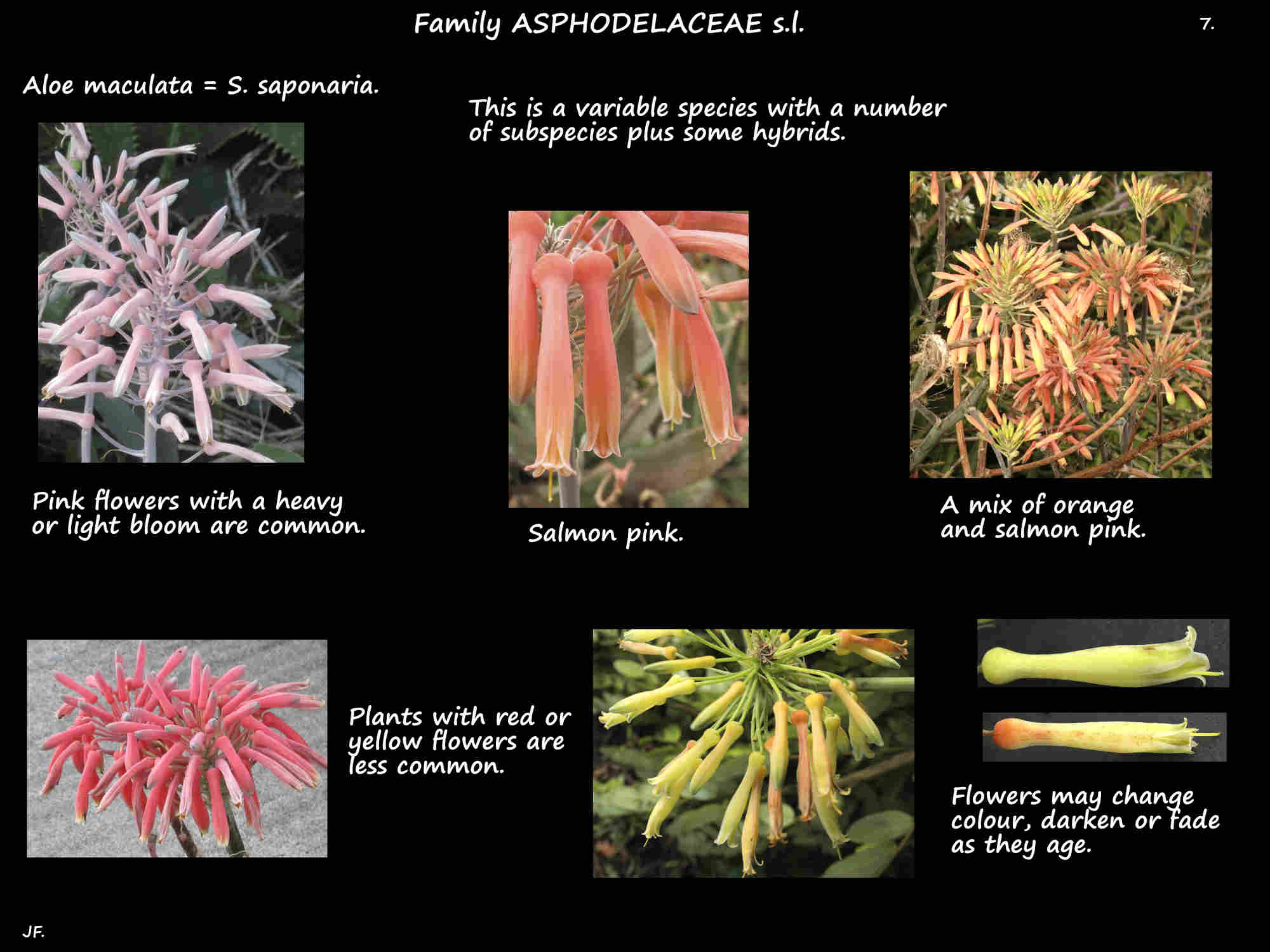 7 The variable colours of Aloe maculata flowers