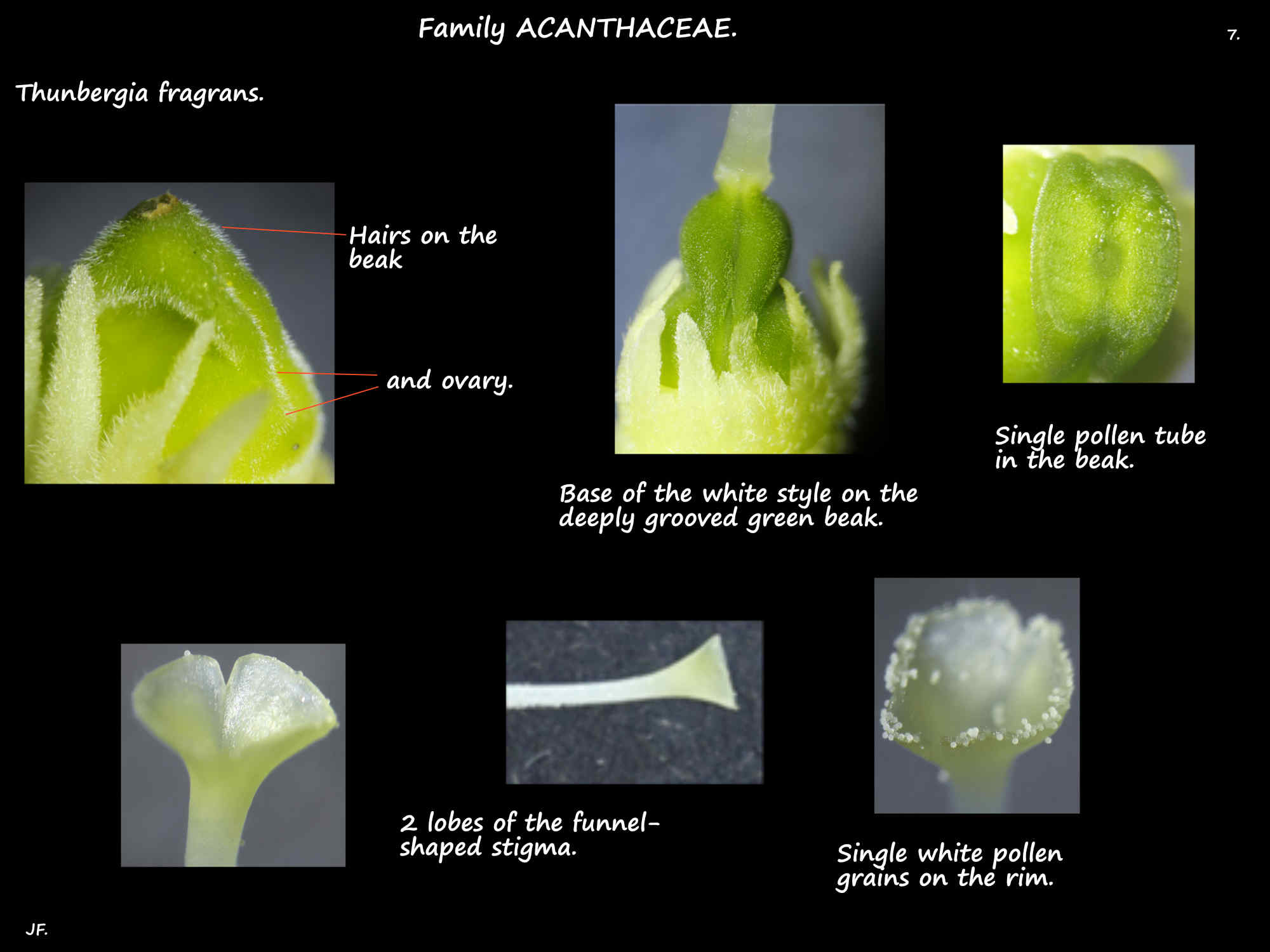 7 Thunbergia fragrans ovary, style & stigma