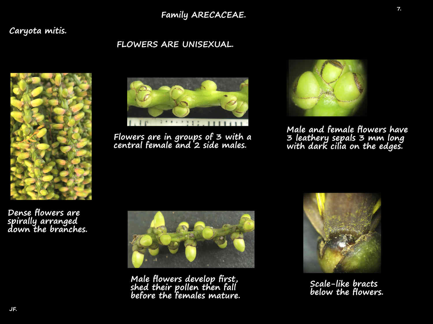 7 Unisexual Caryota mitis flowers in groups of 3