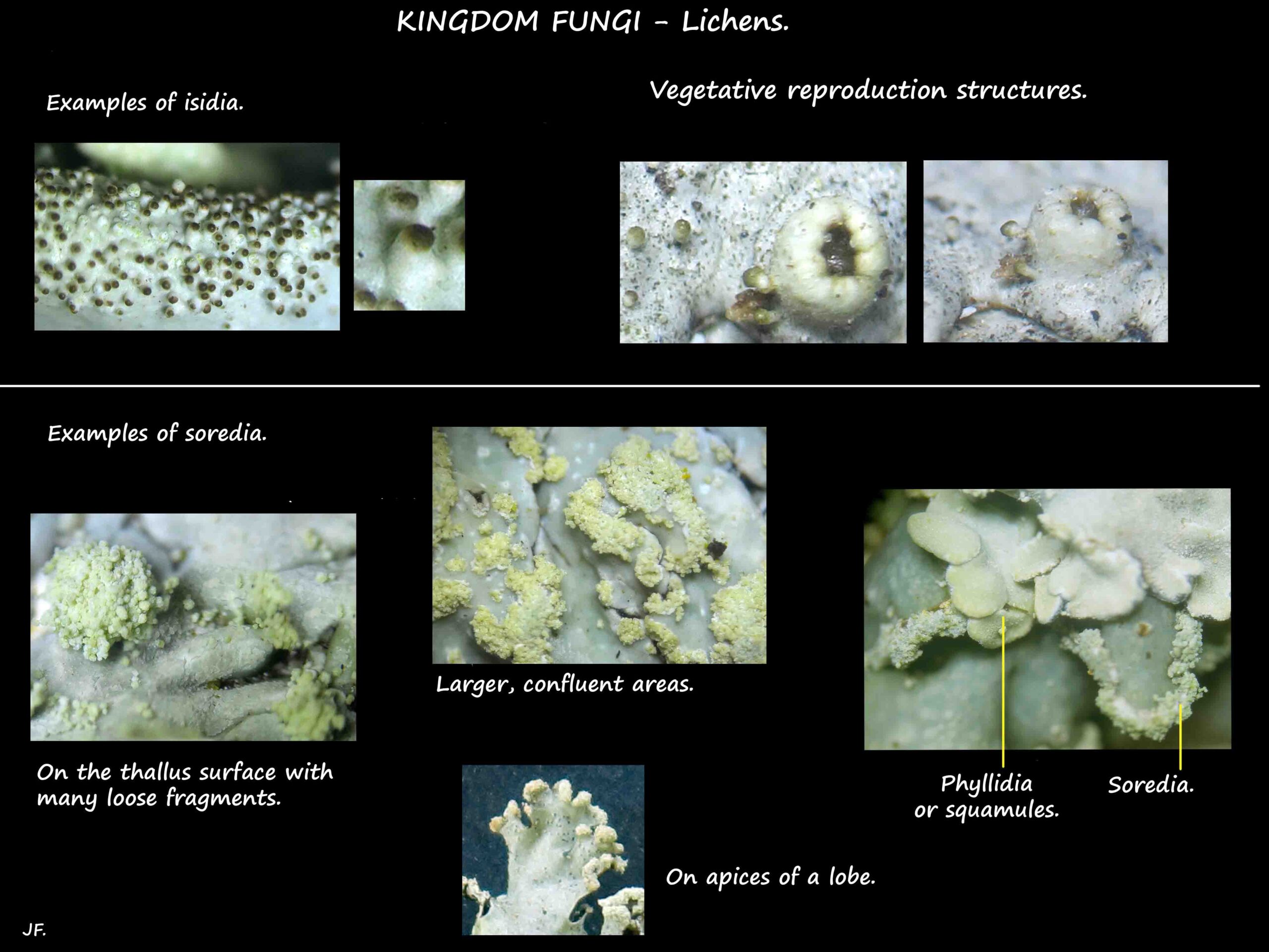 7 Vegetative reproduction in lichens