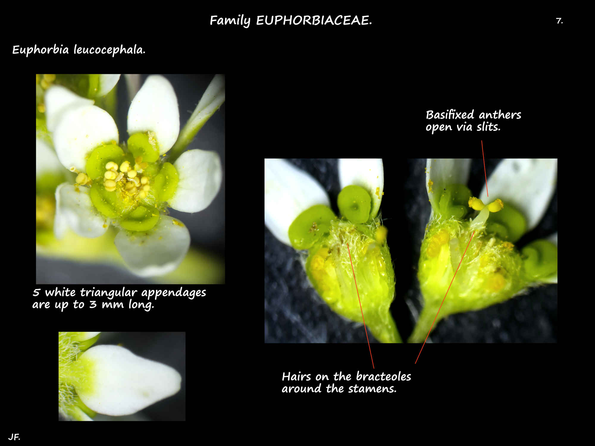 7 Vertical section of a Euphorbia leucocephala cyathium