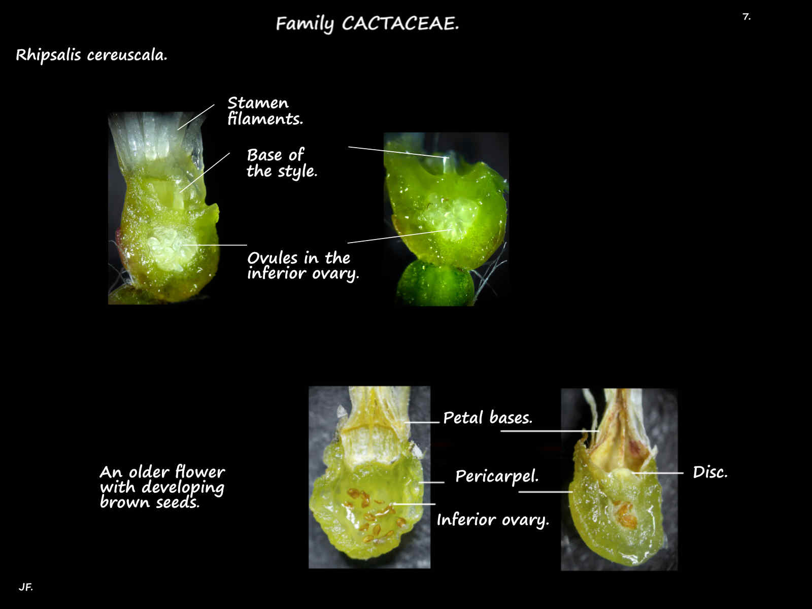 7 Vertical sections of Rhipsalis cereuscala ovaries
