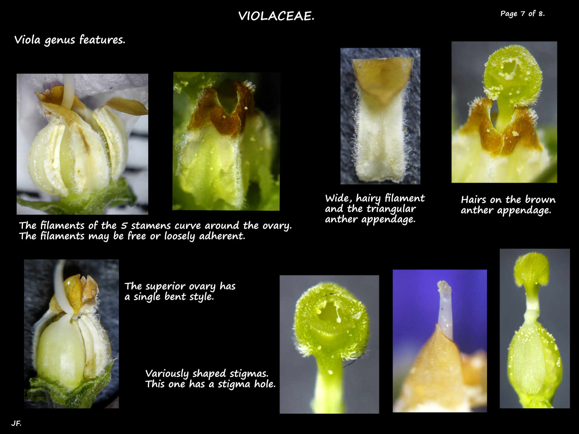 7 Viola stamens, ovary & stigma
