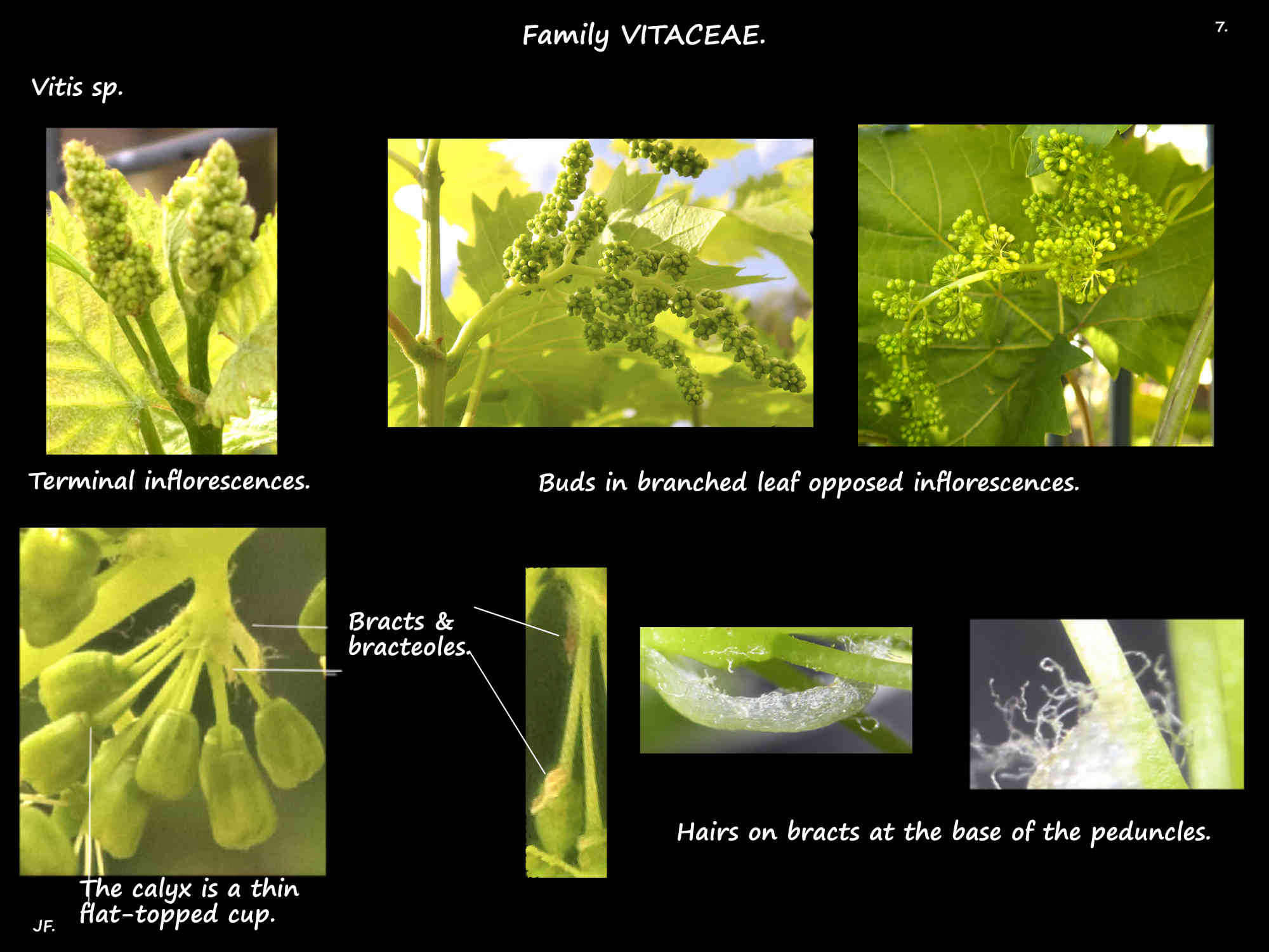 7 Vitis inflorescences, bracts & bracteoles