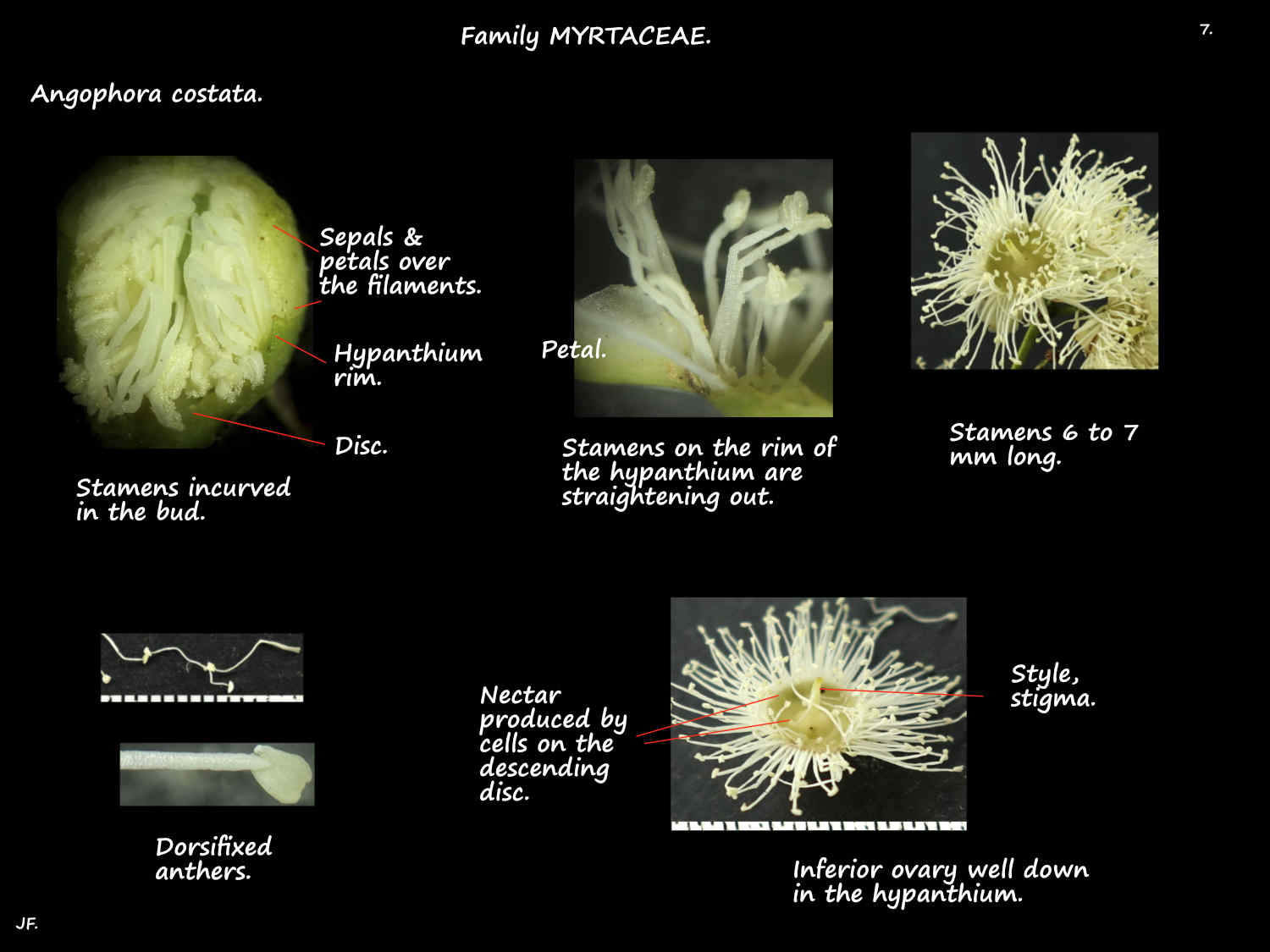 7 White Angophora costata stamens