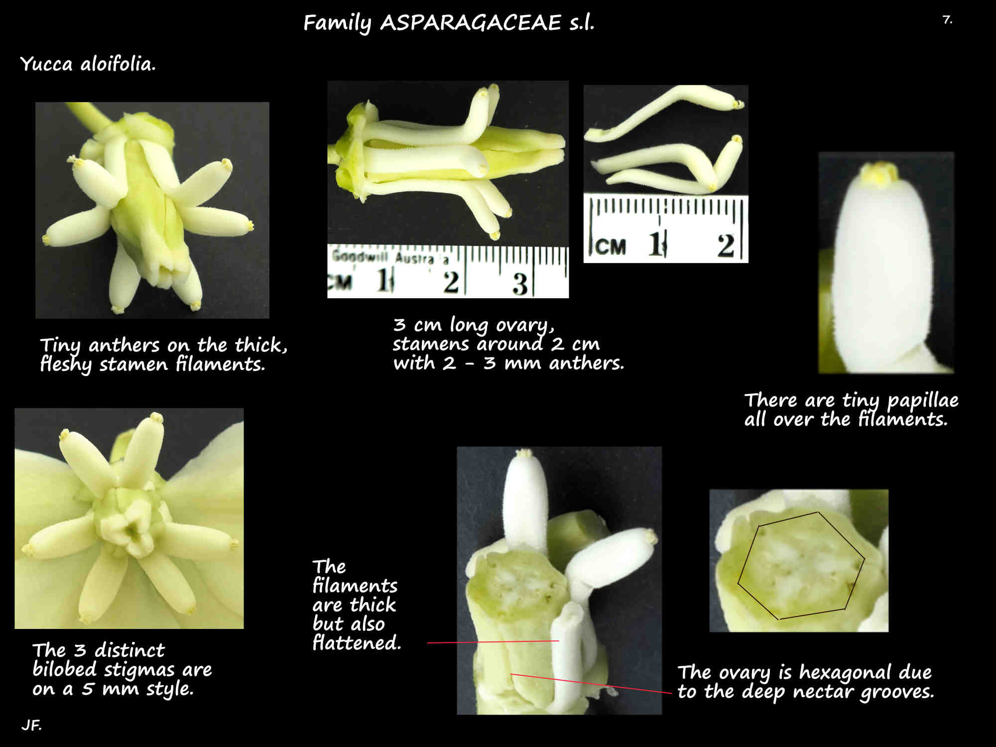 7 Yucca aloifolia stamens & ovary