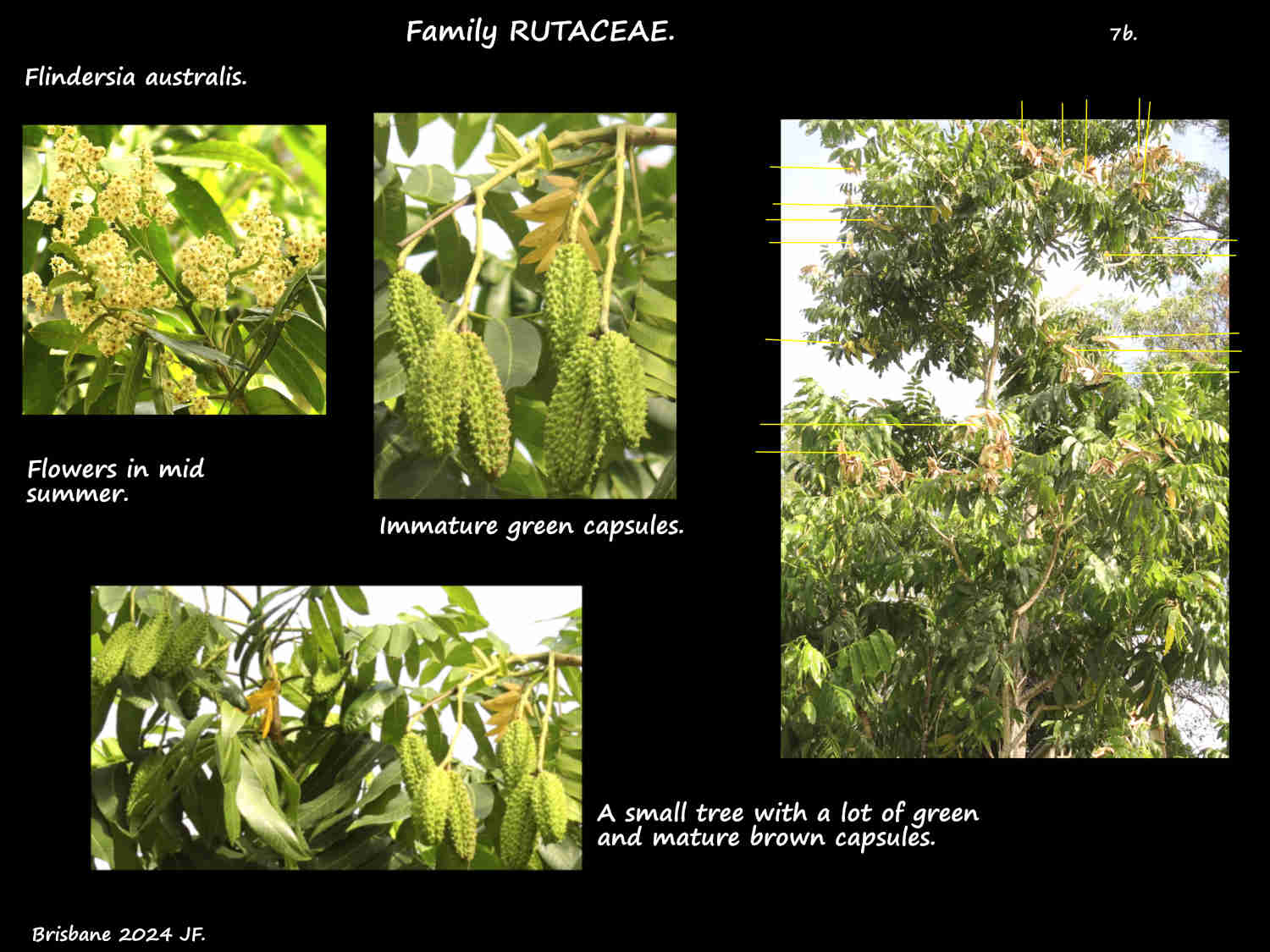 7b Green Flindersia capsules