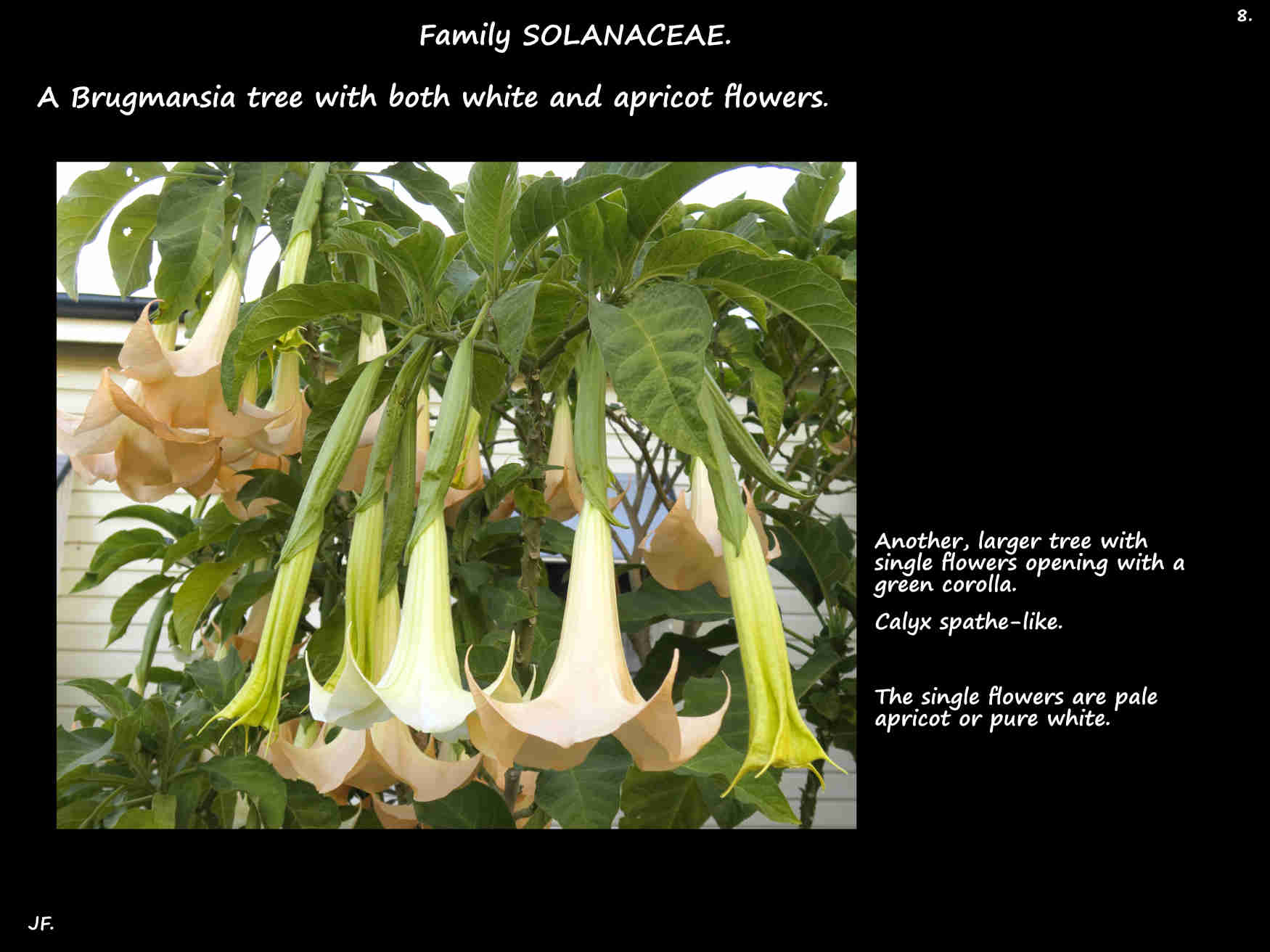 8 A Brugmansia with white & apricot flowers