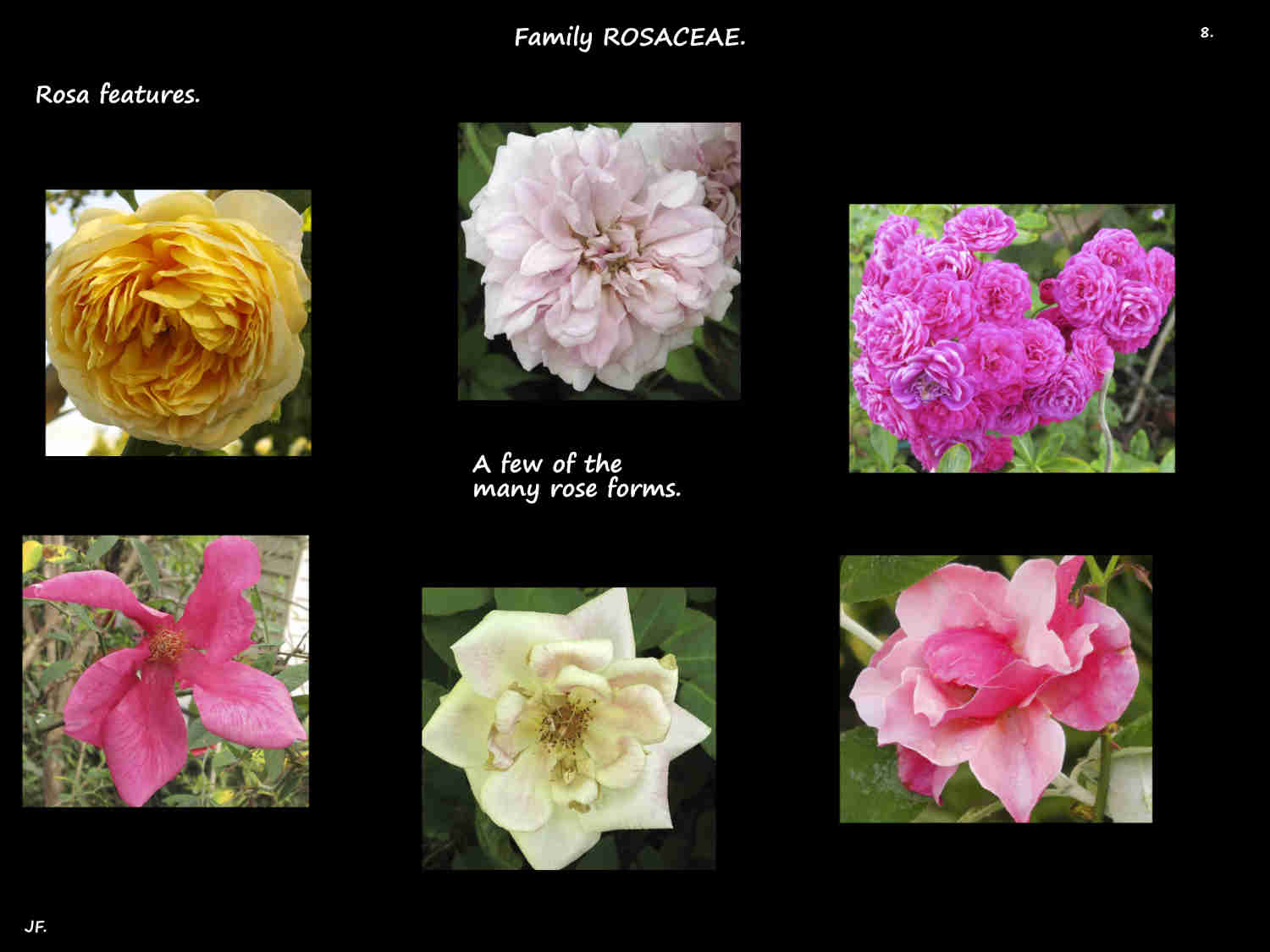 8 A few different rose forms