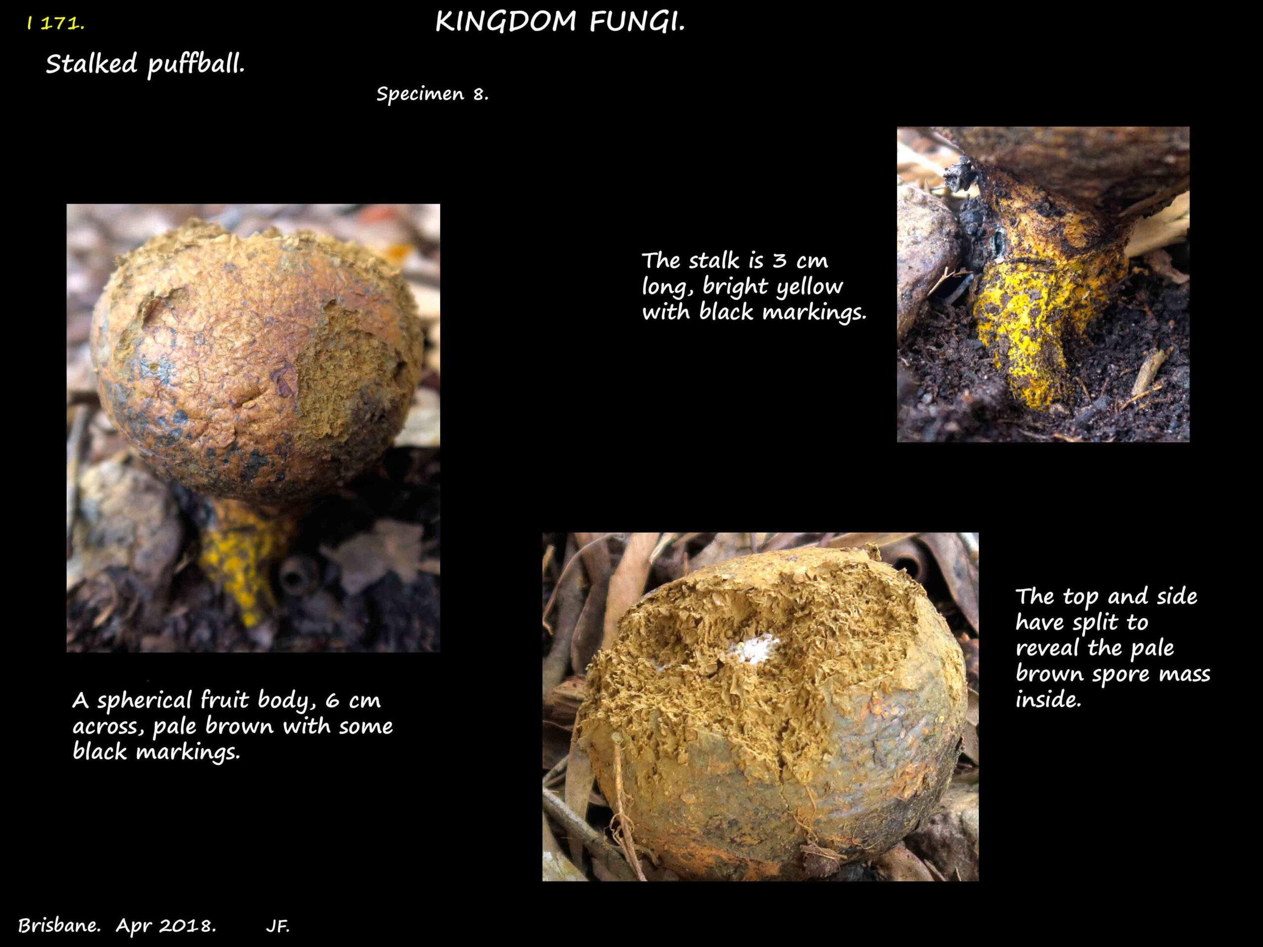 8 A stalked puffball