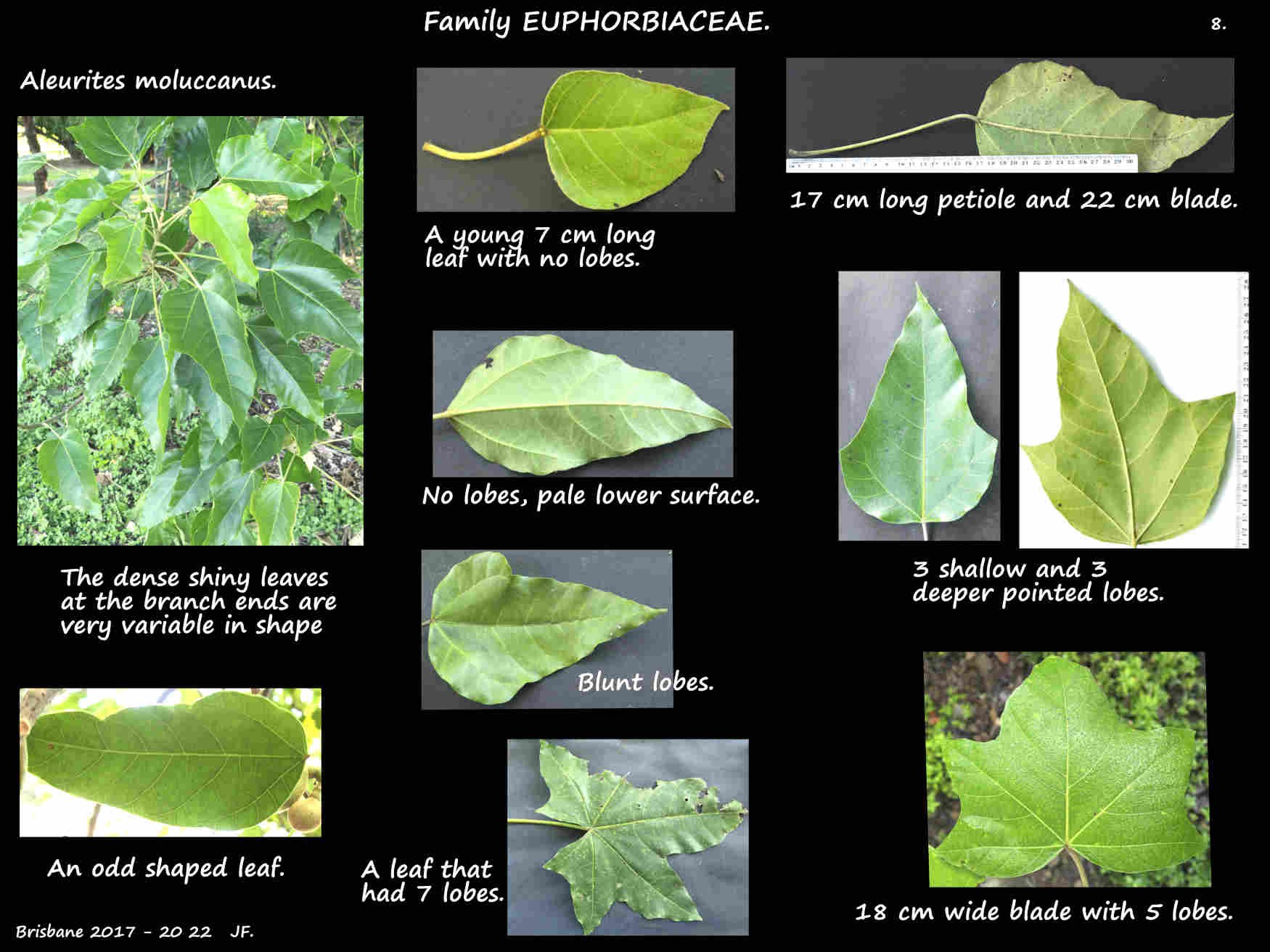 8 Aleurites moluccanus leaf shapes