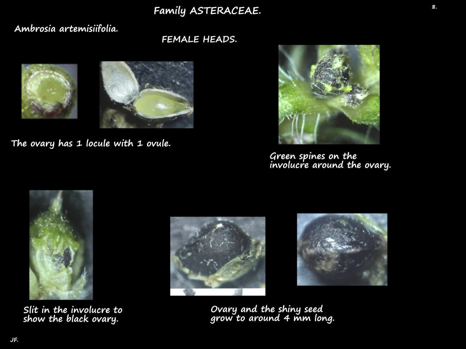 8 Ambrosia artemisiifolia seeds