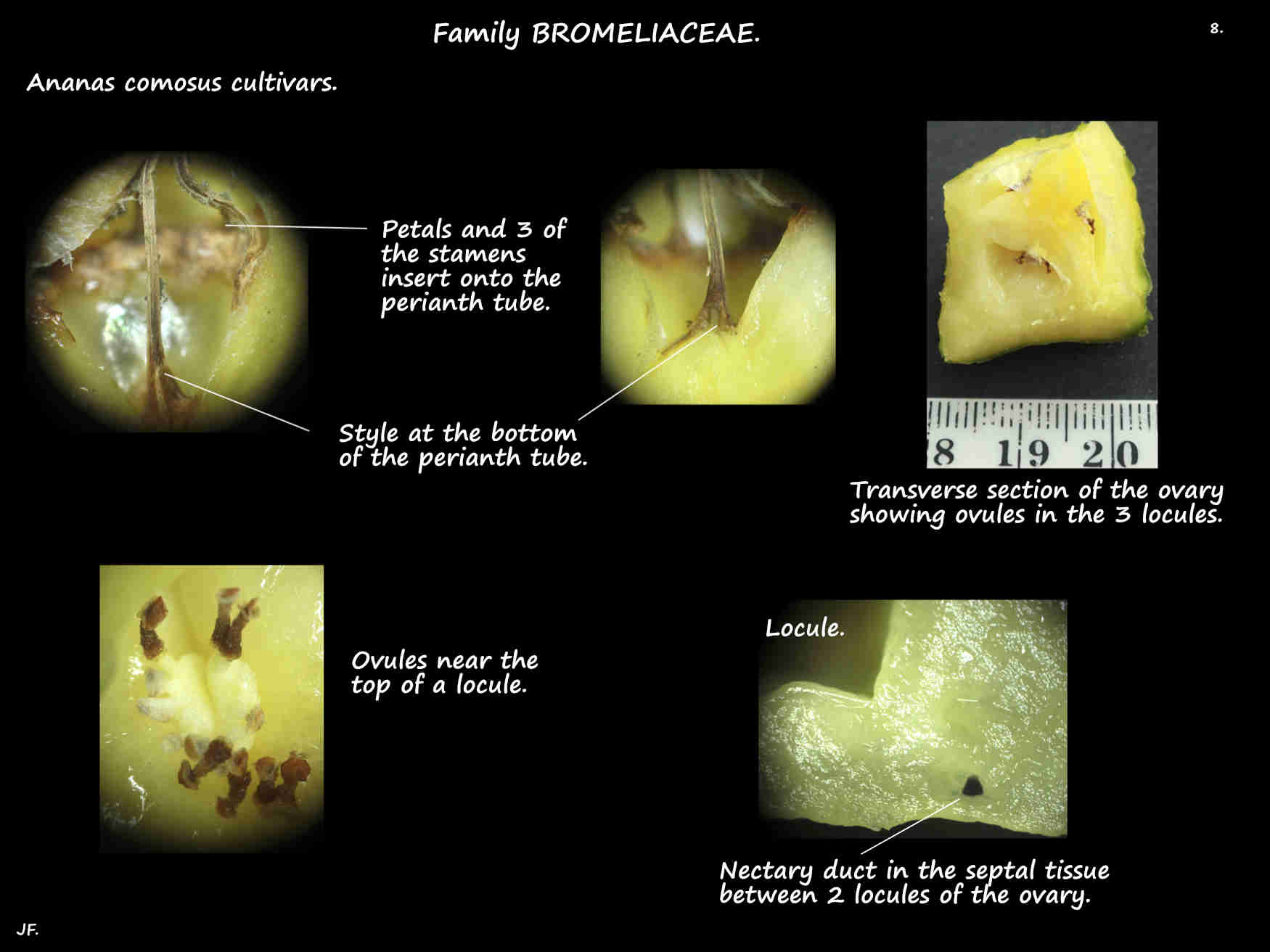 8 Ananas comosus perianth tube & ovary
