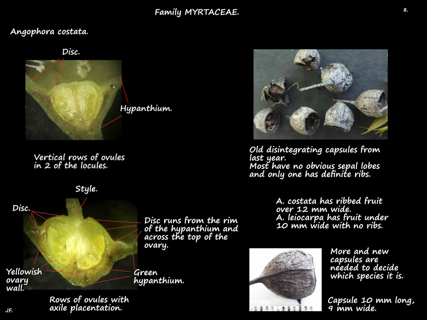 8 Angophora costata ovary & capsules