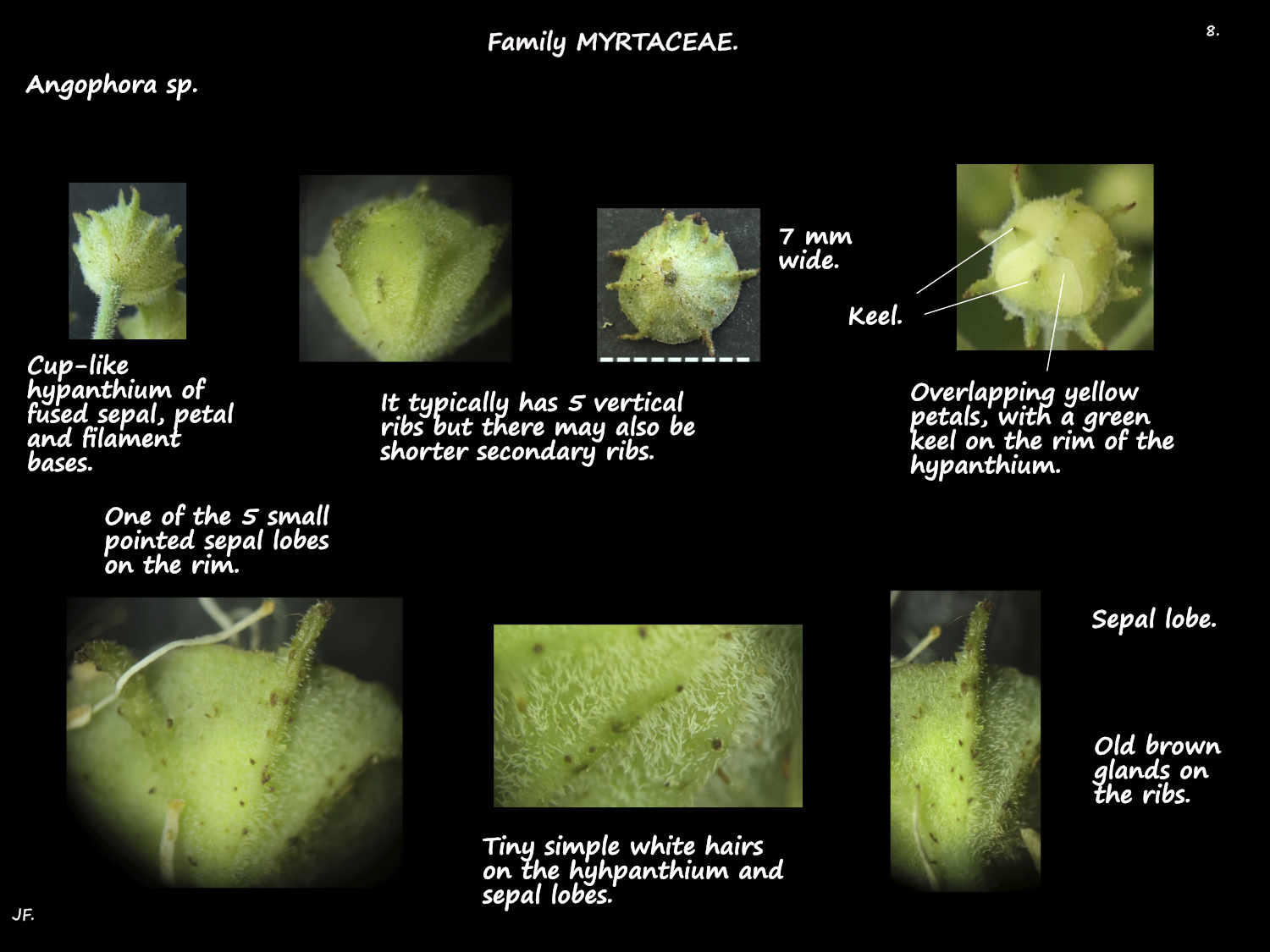 8 Angophora hypanthium & sepal lobes