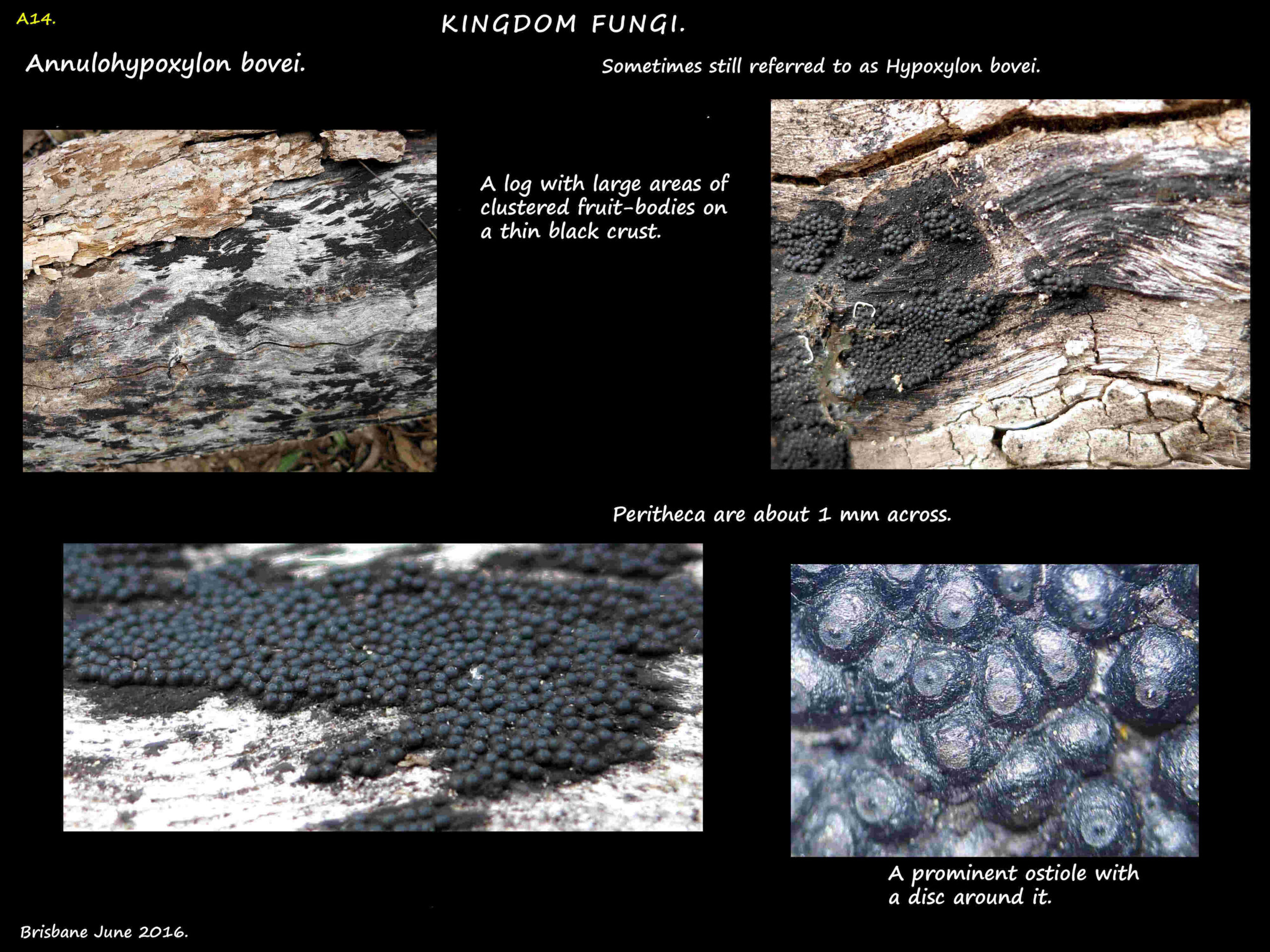 8 Peritheca & ostioles of a possibloe Annulohypoxylon fungus