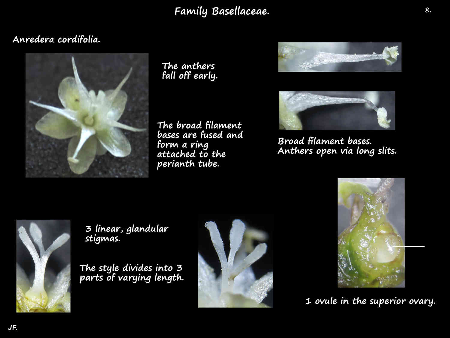 8 Anredera cordifolia stamens, ovary & stigmas