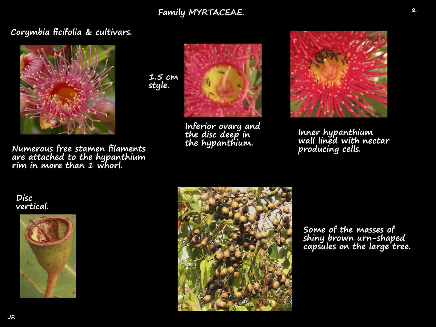 8 Ants after Corymbia ficifolia nectar