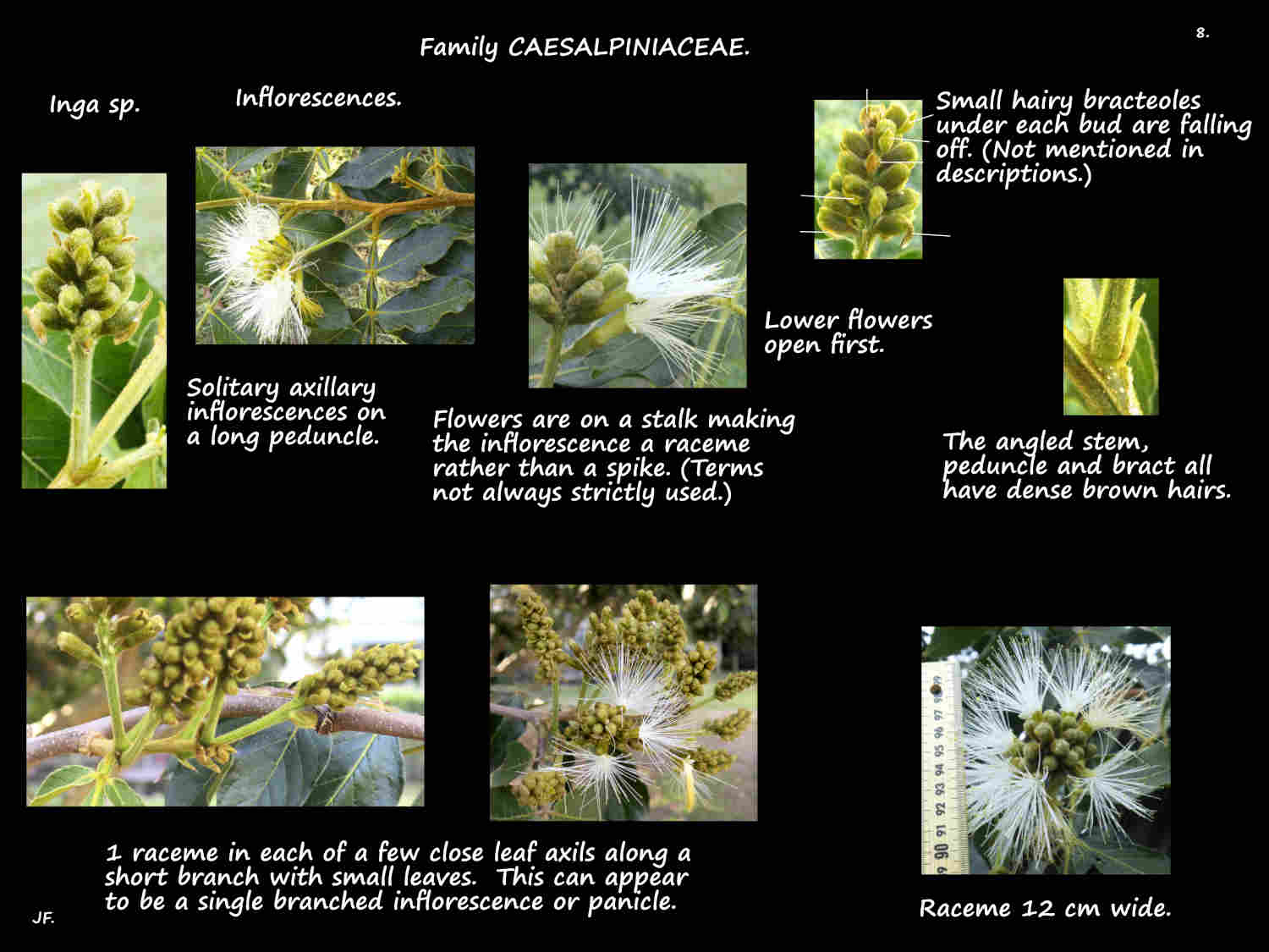 8 Axillary Inga inflorescences