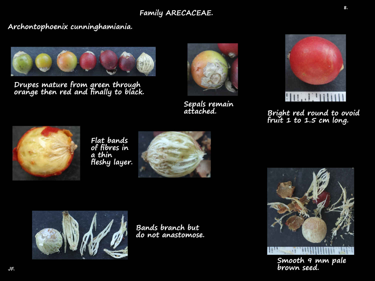 8 Bangalow palm drupes