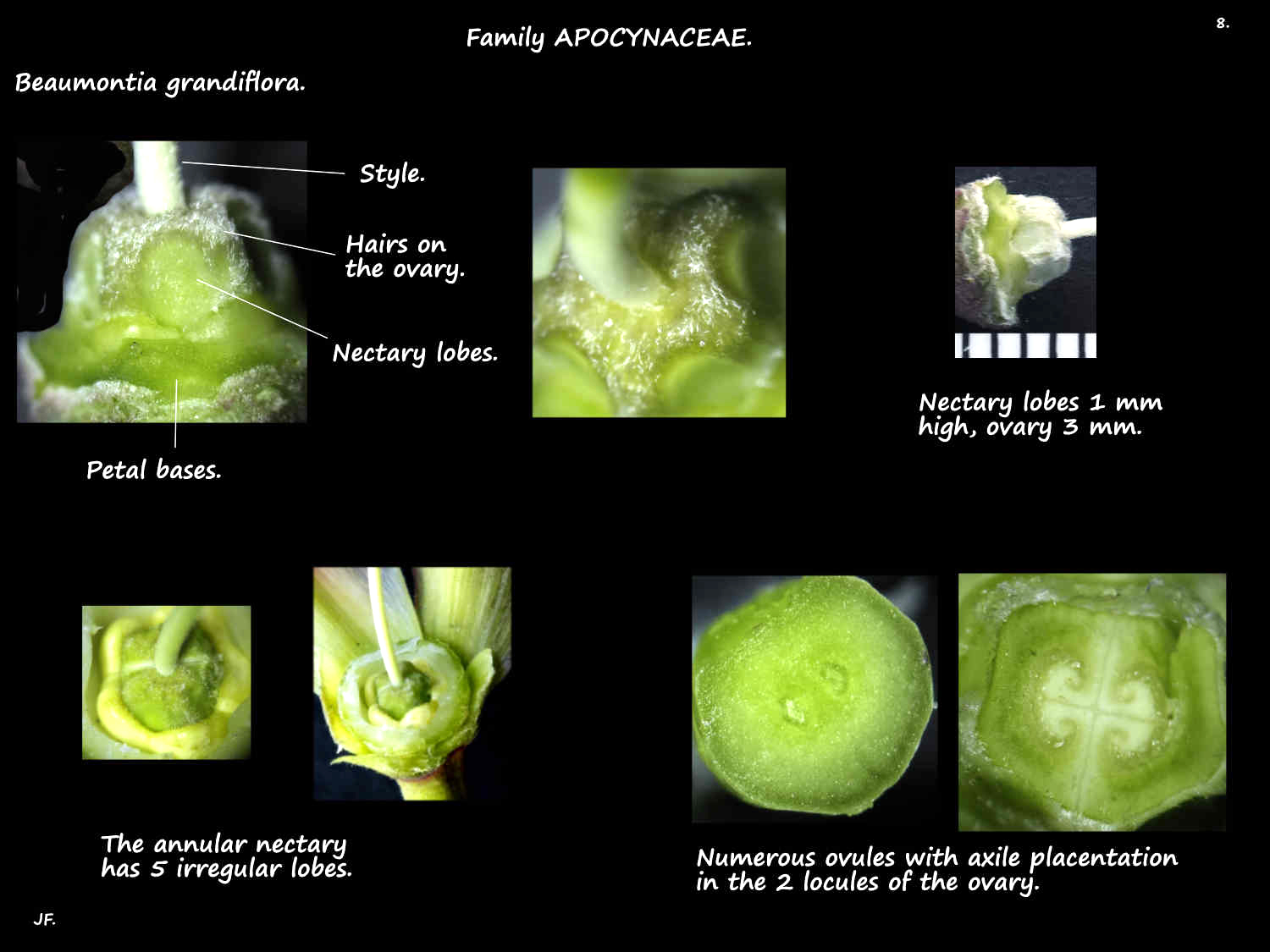 8 Beaumontia grandiflora ovary & nectaries