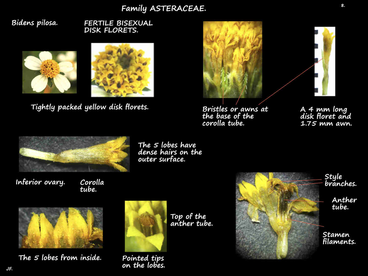 8 Bidens pilosa disk floret corolla