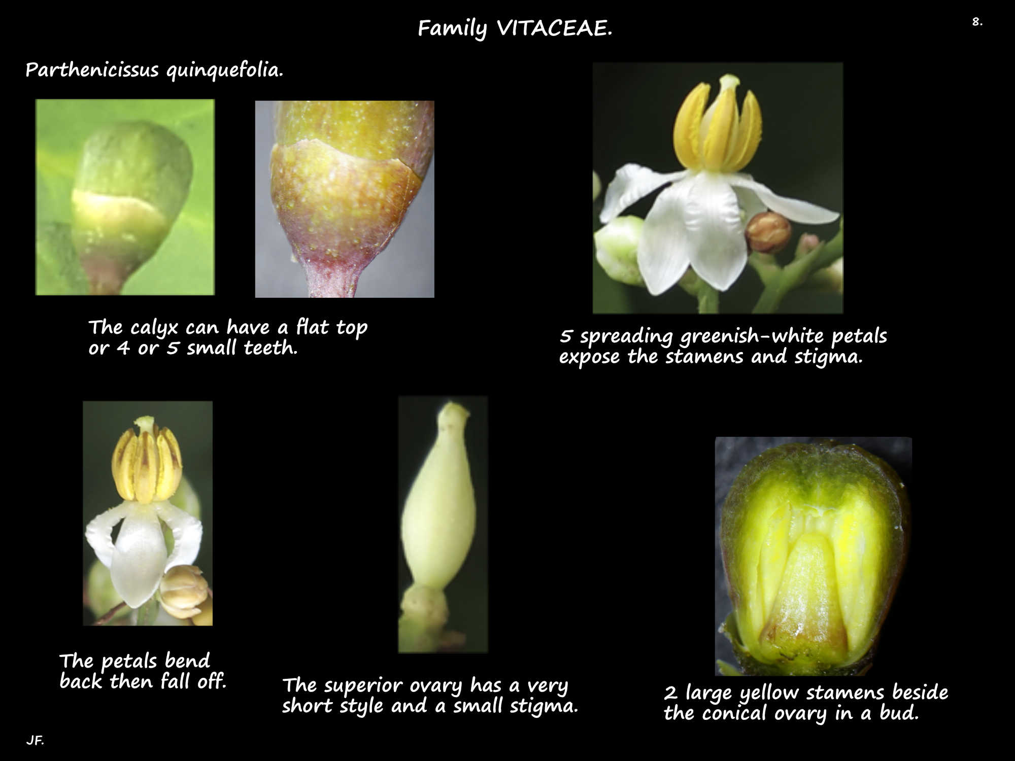 8 Bisexual flowers of Parthenocissus quinquefolia