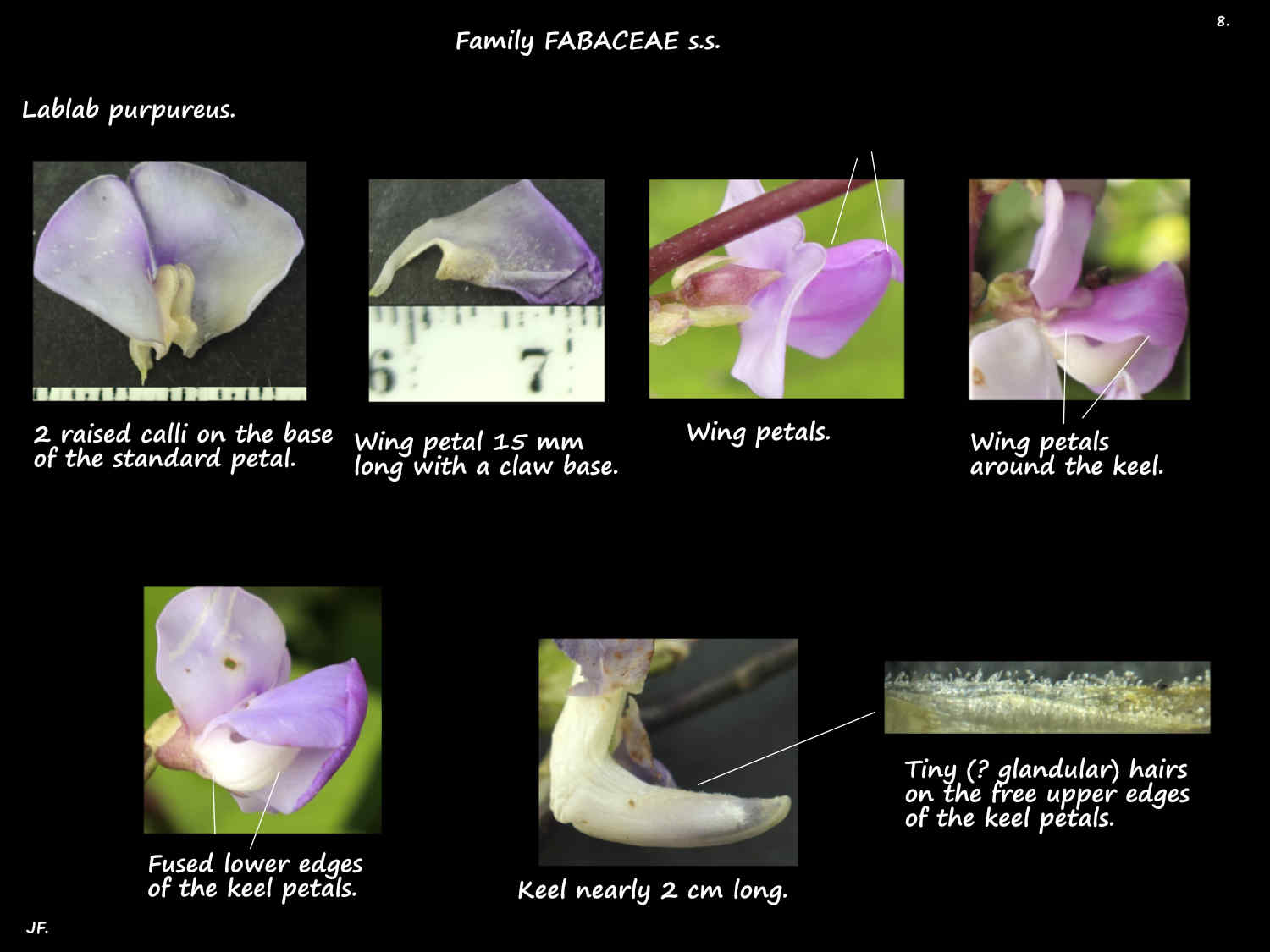 8 Calli on the Lablab standard petal