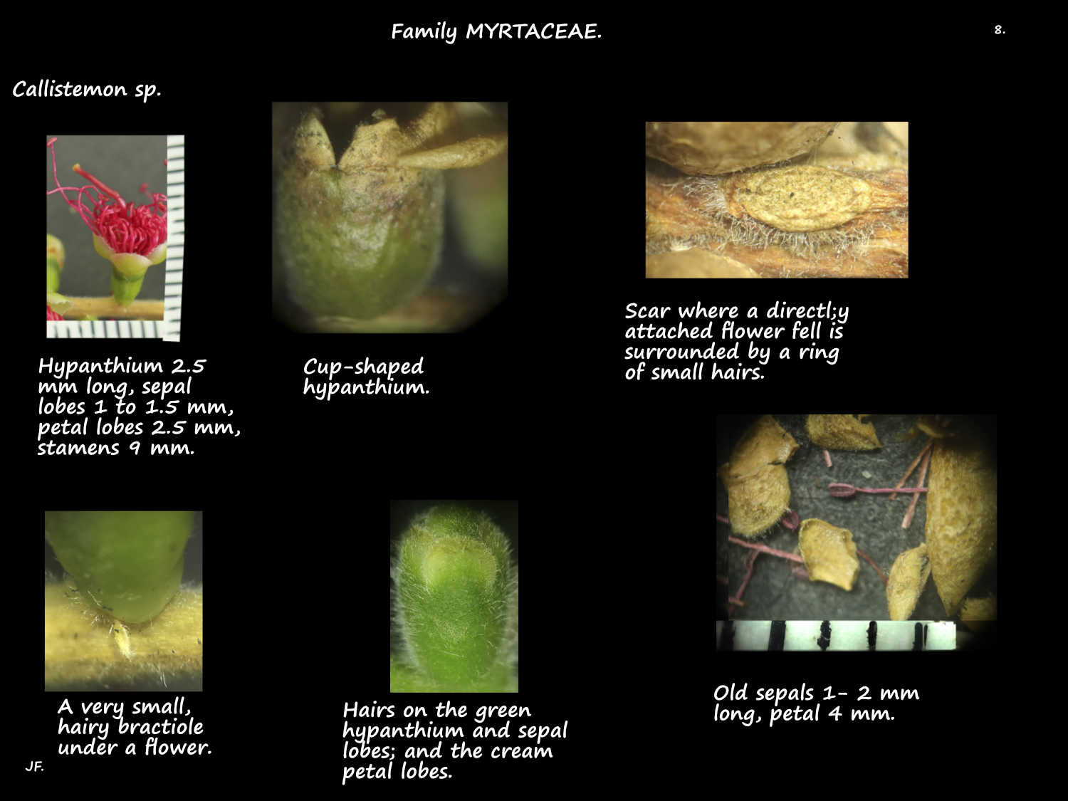 8 Callistemon hypanthium & sepals