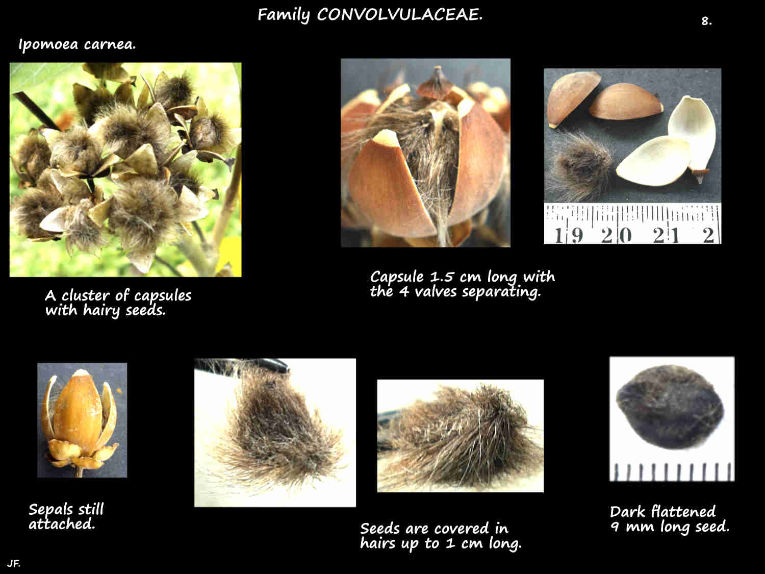 8 Capsules & hairy seeds of Ipomoea carnea