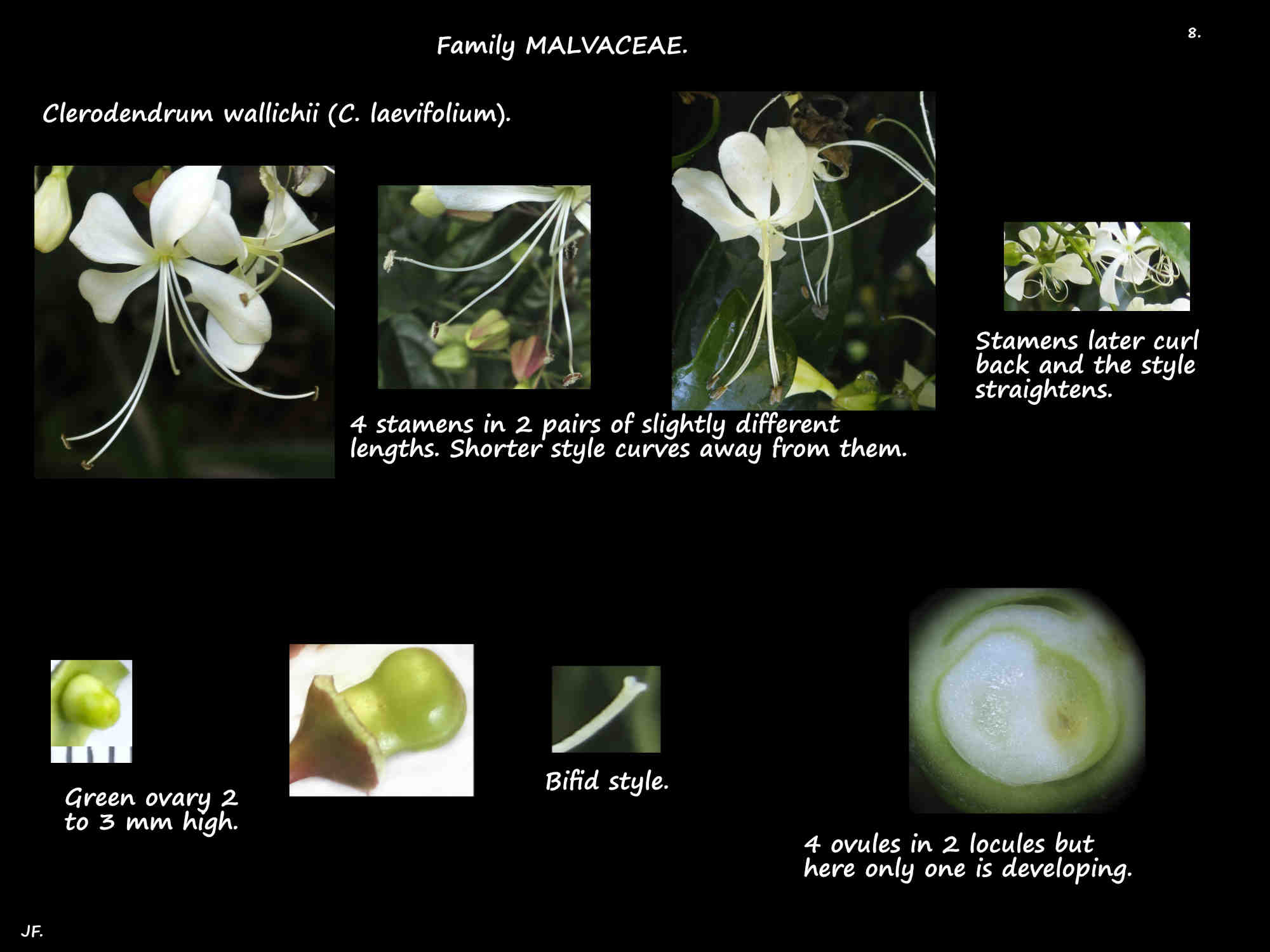 8 Clerodendrum wallichii stamens & ovary