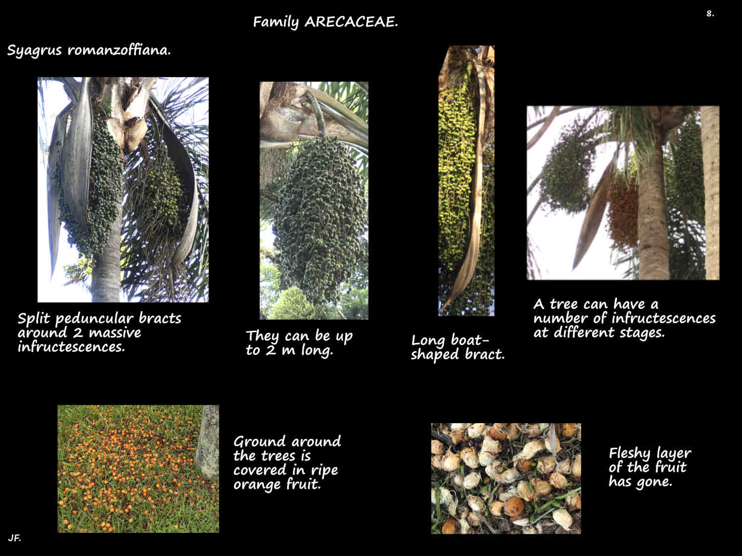 8 Cocos palm infructescences