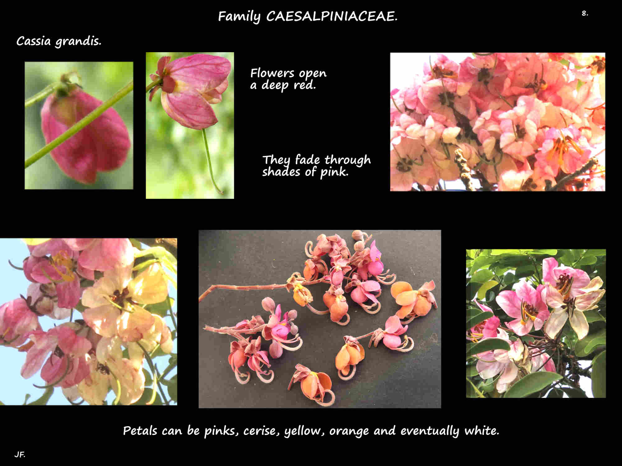 8 Colours of Cassia grandis flowers