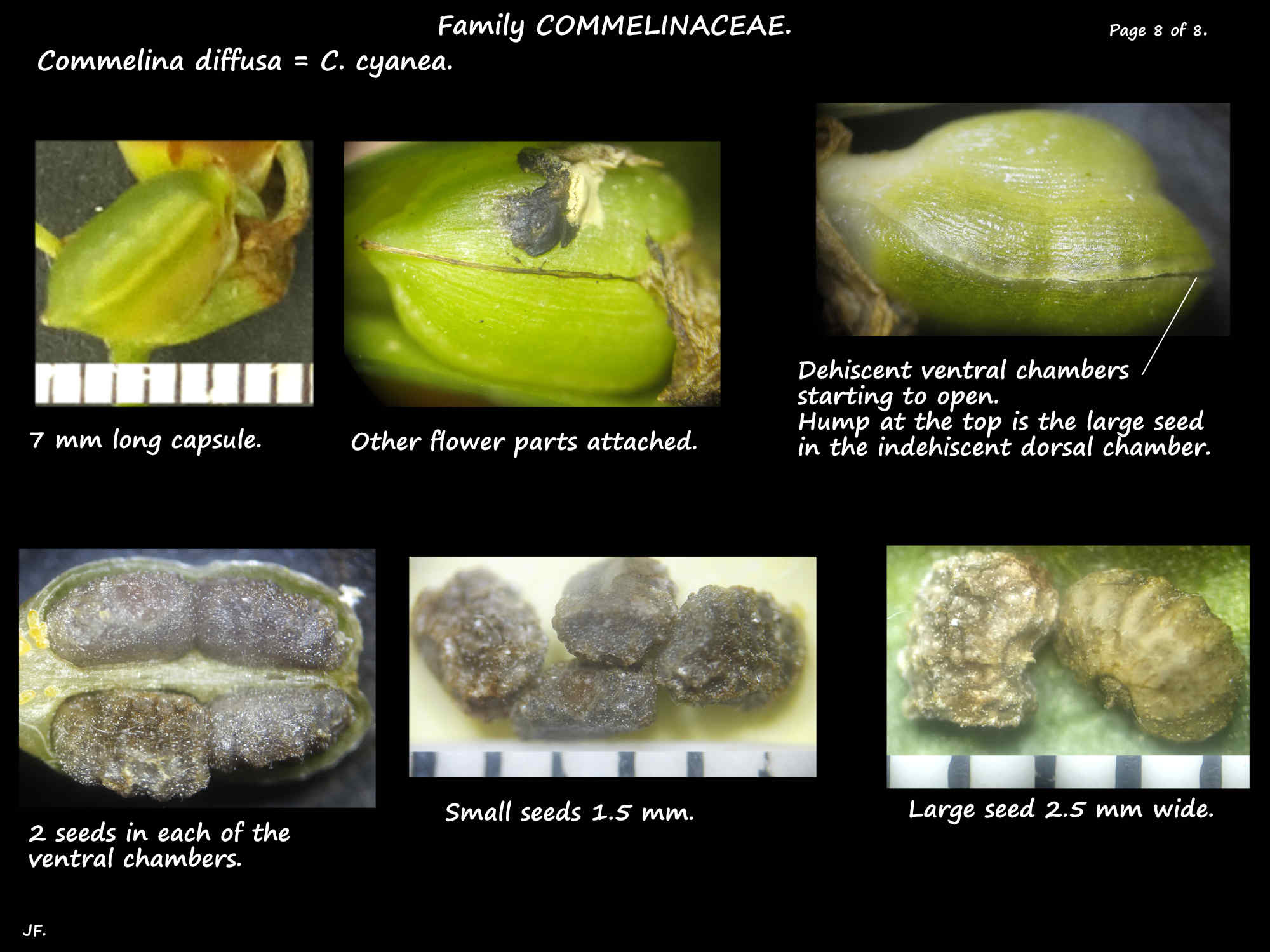 8 Commelina diffusa capsules & seeds