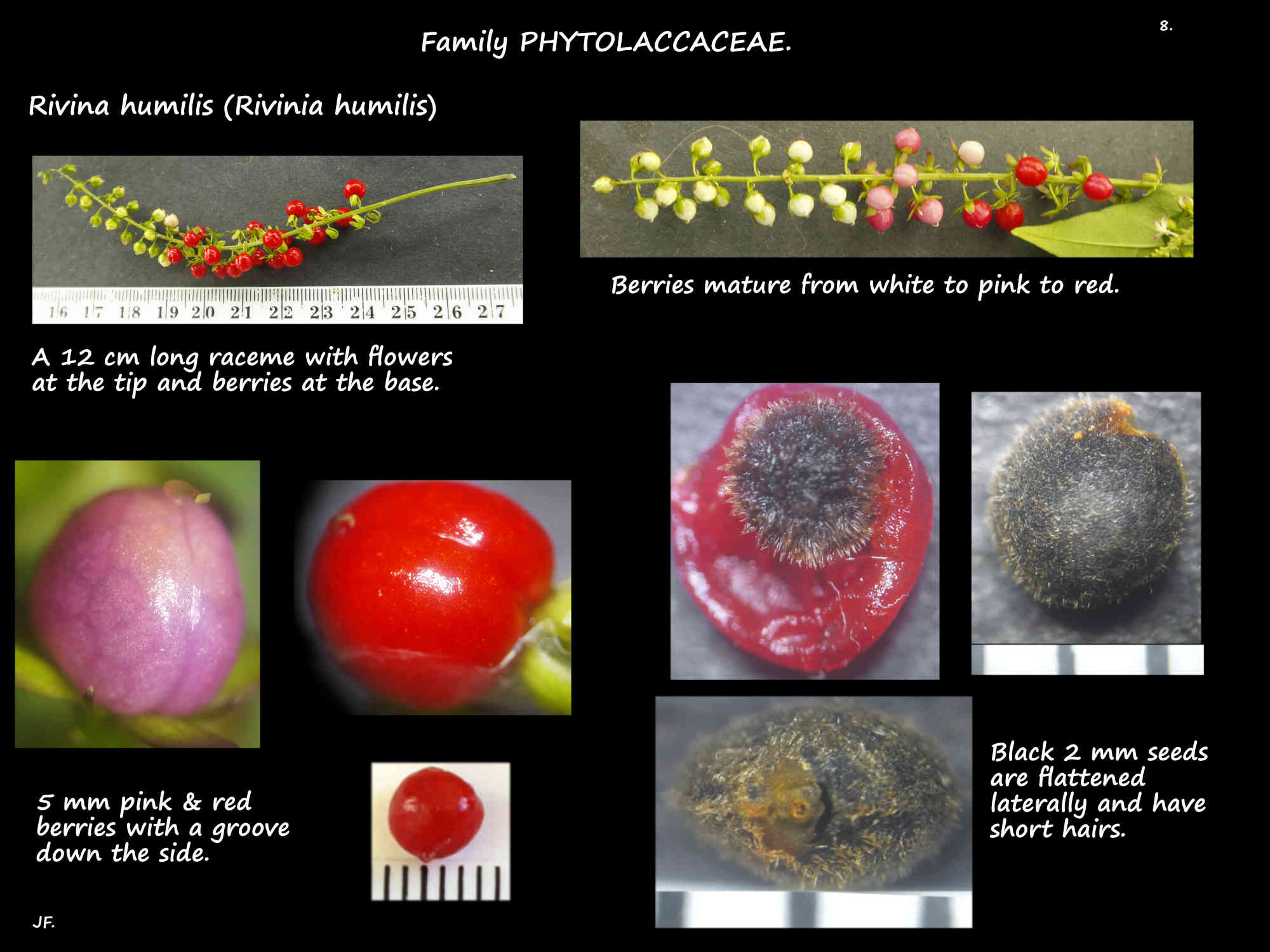 8 Coral berry fruit & hairy seeds