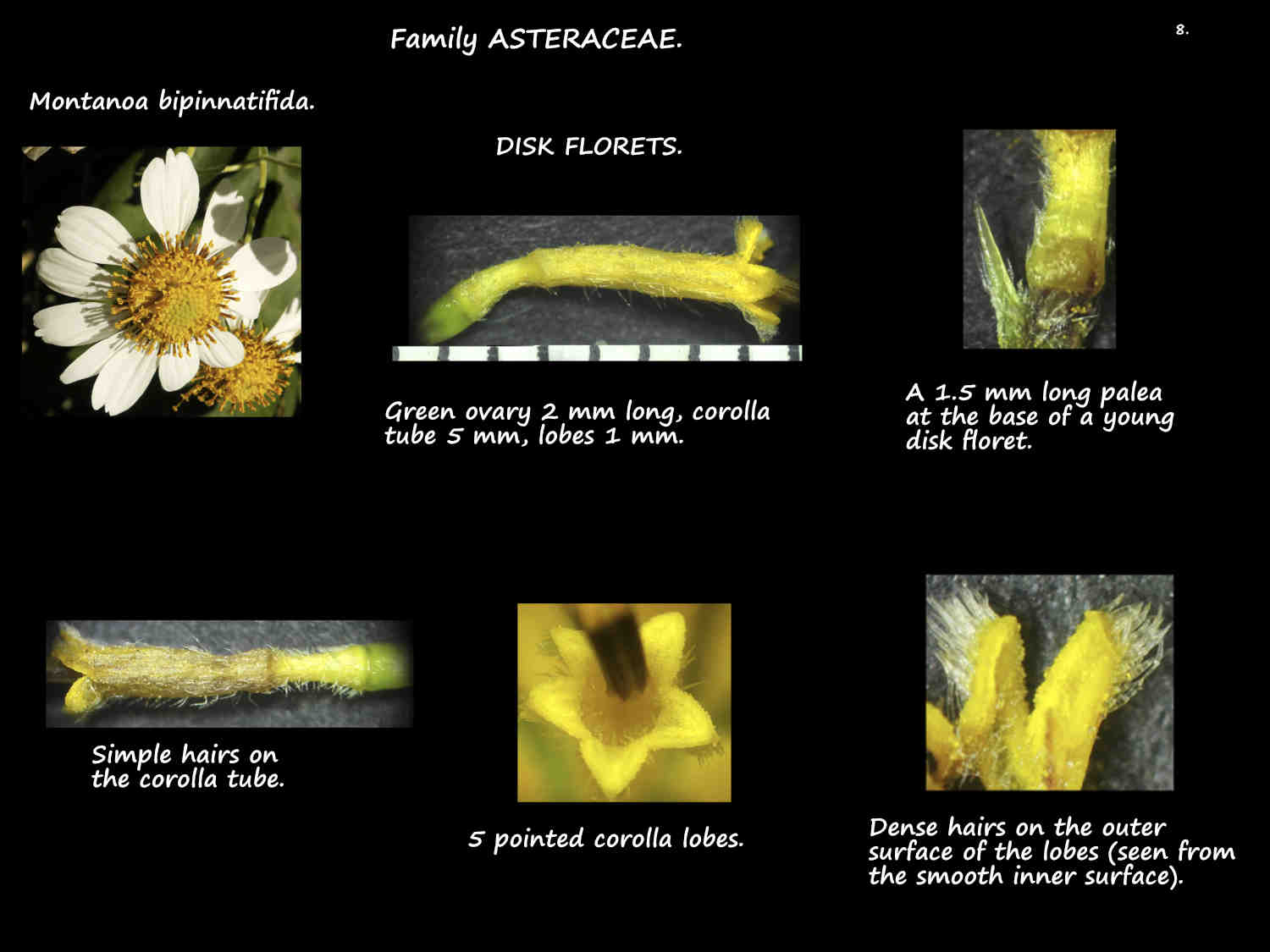 8 Corolla of Montanoa bipinnatifida disk florets