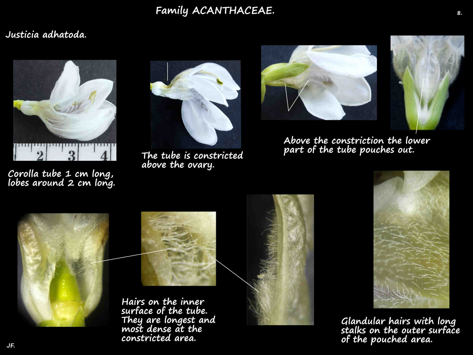 8 Corolla tube of Justicia adhatoda flowers