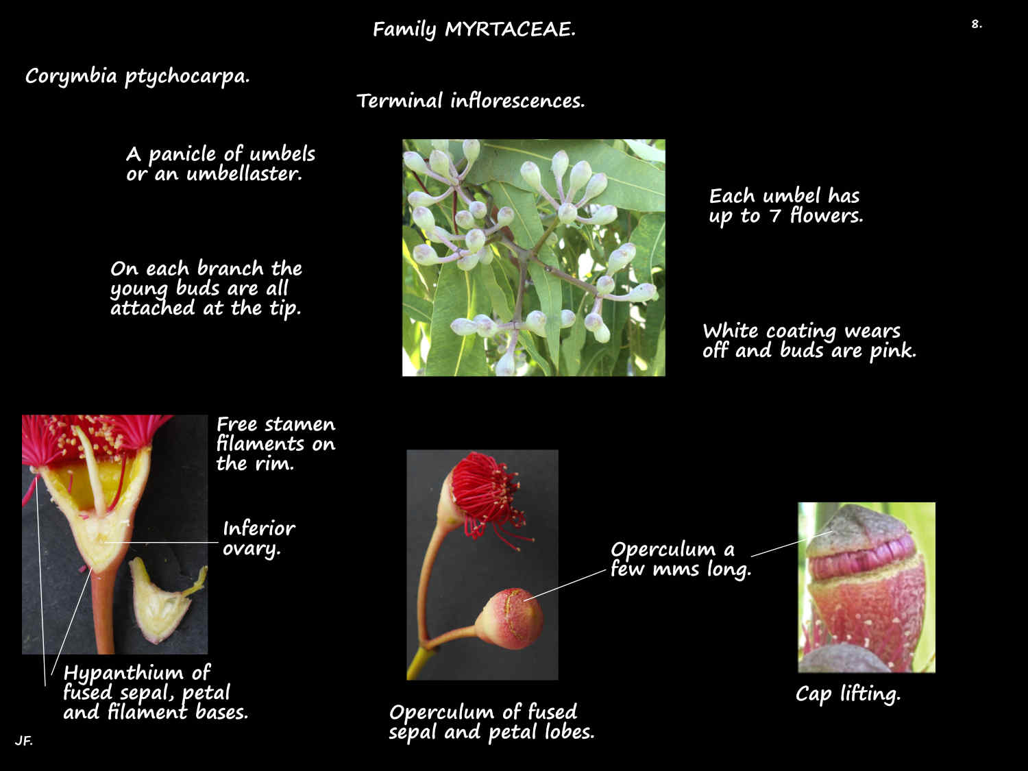 8 Corymbia ptychocarpa hypanthium