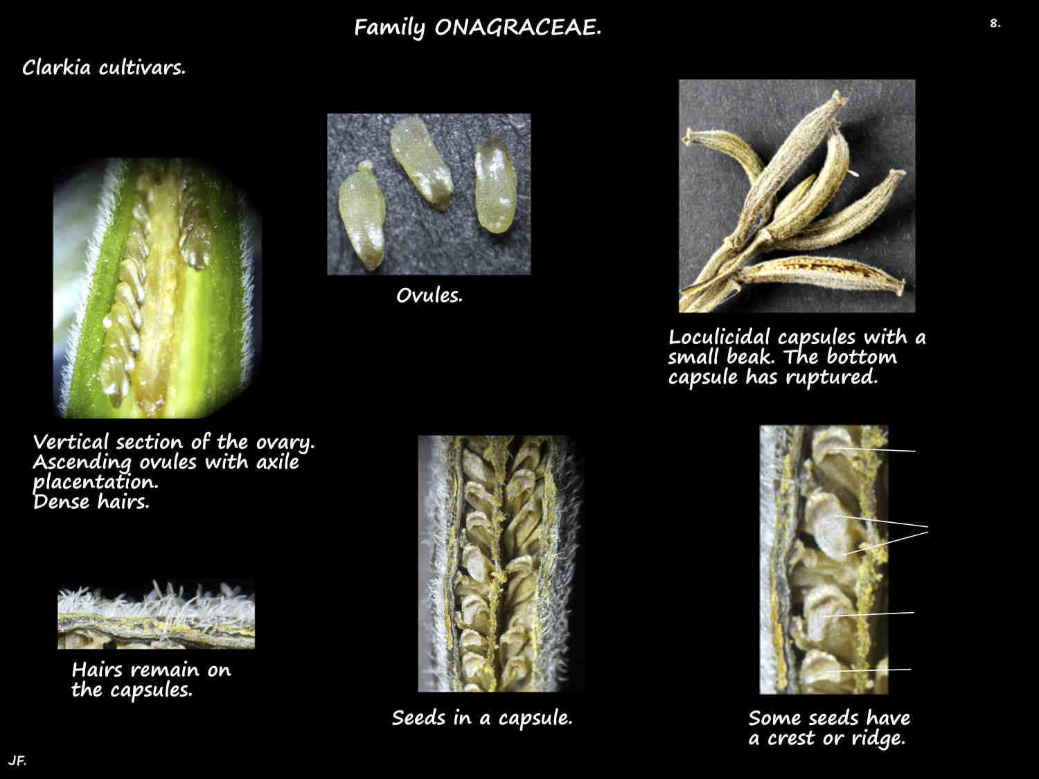 8 Crested seeds in loculicidal Clarkia capsules