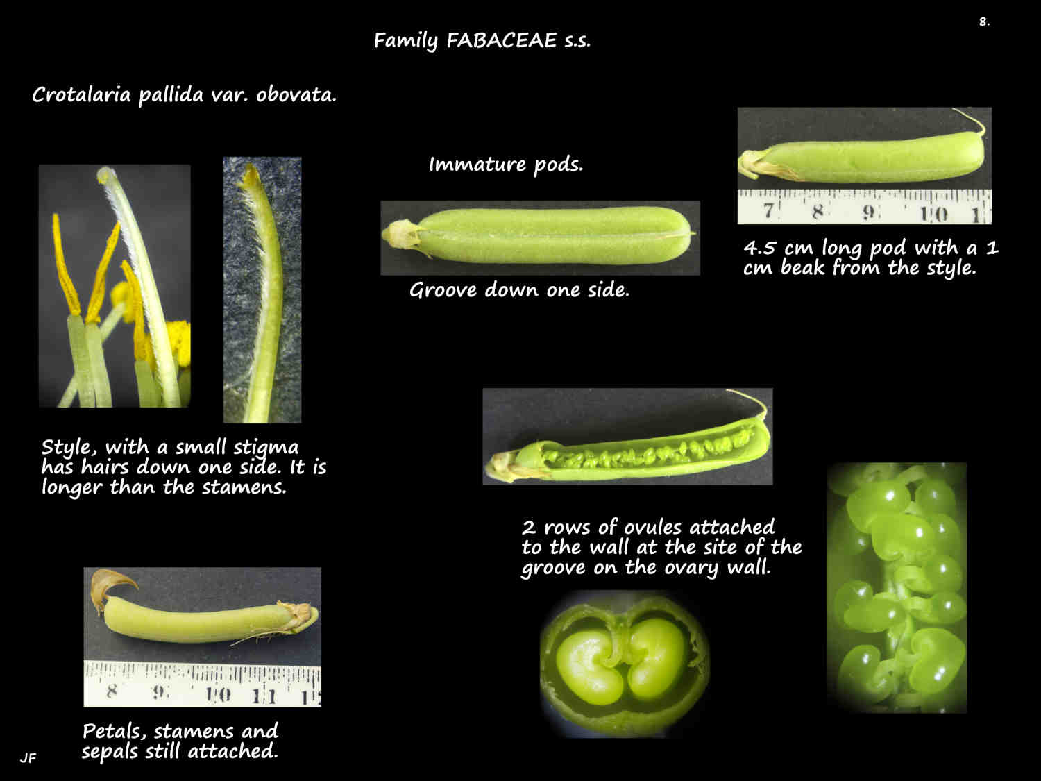 8 Crotalaria pallida ovary & style