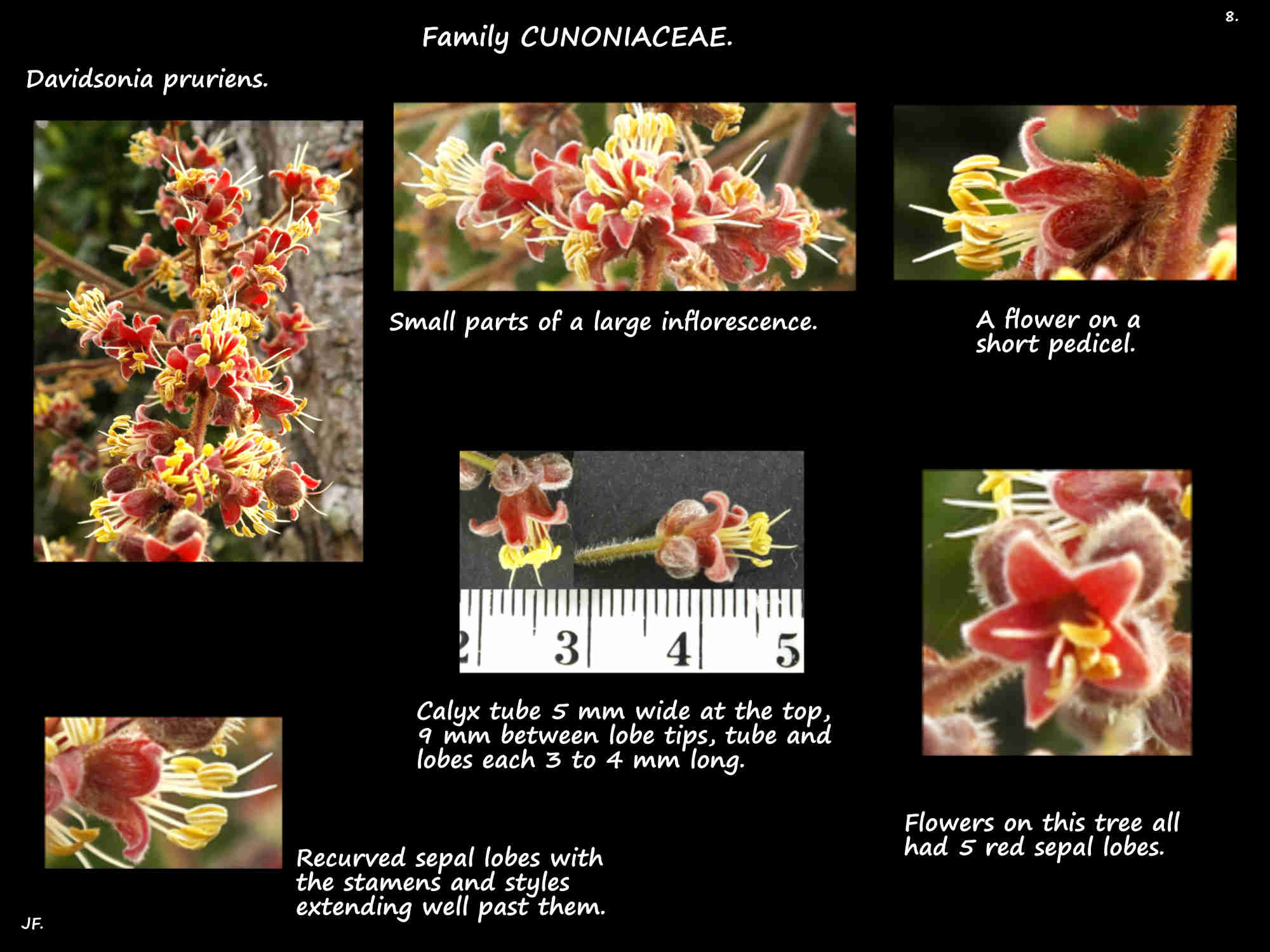 8 Davidsonia pruriens flowers