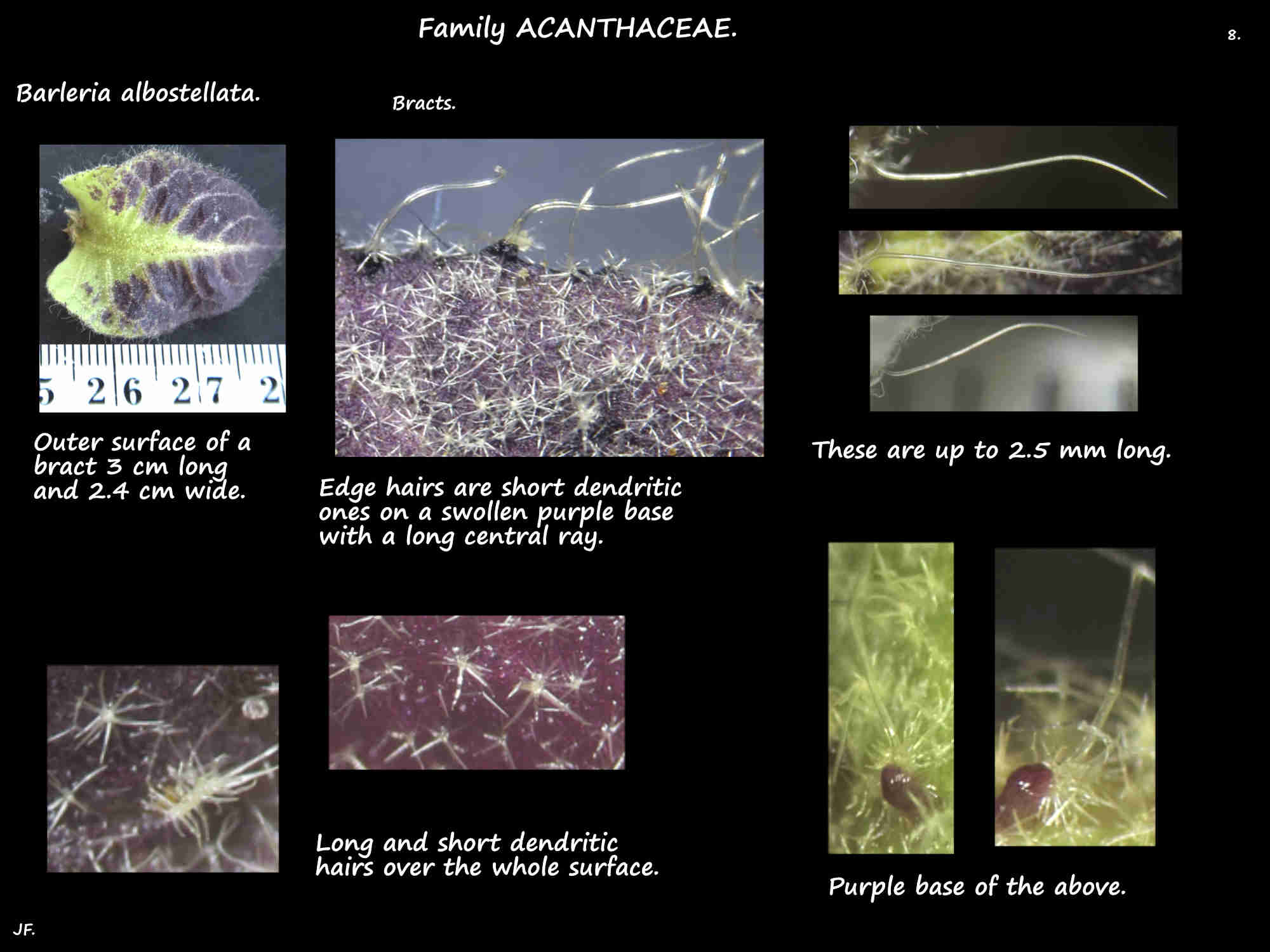 8 Dendritic hairs on Barleria albostellata bracts