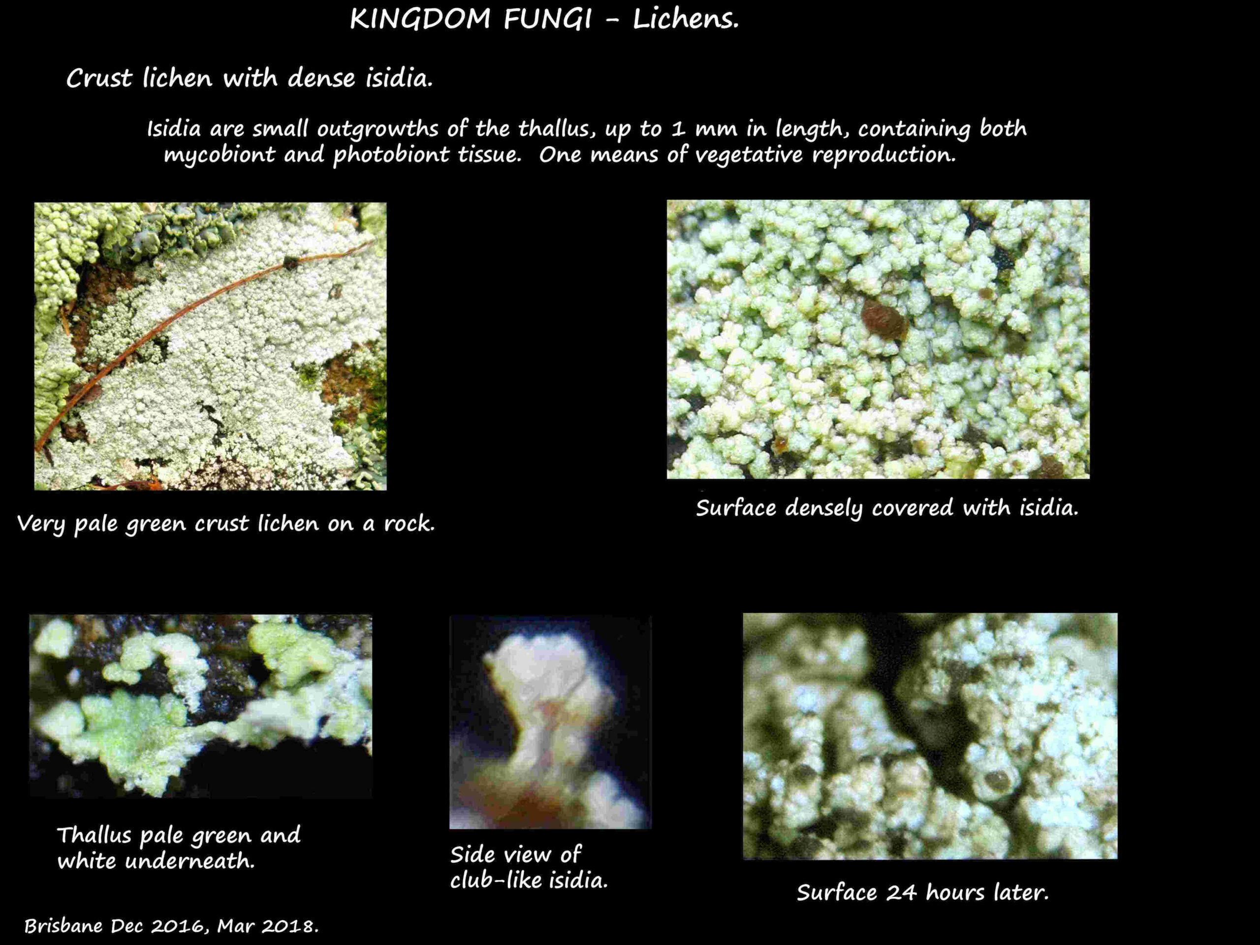 8 Dense lichen isidia