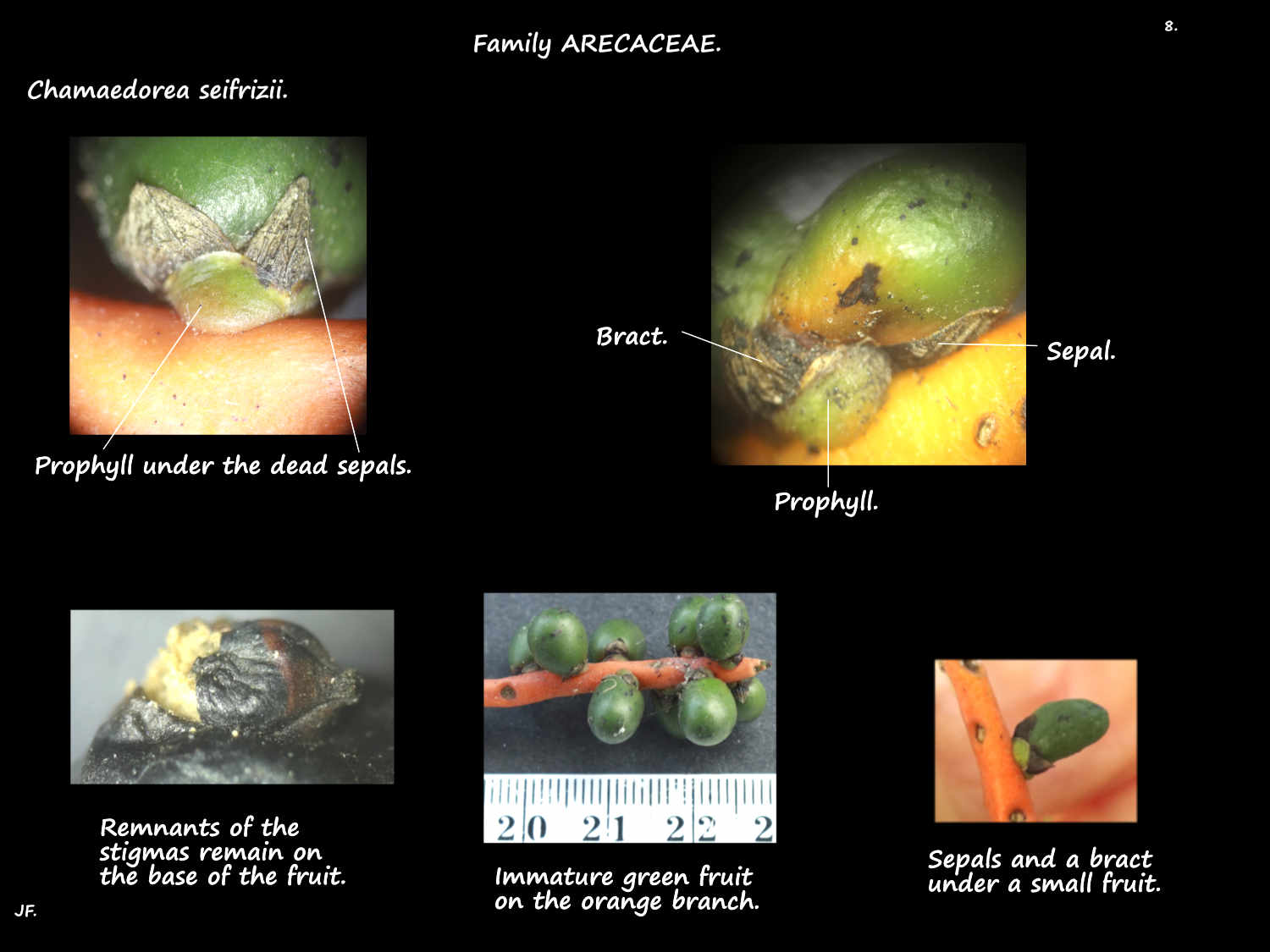 8 Developing Chamaedorea seifrizii fruit