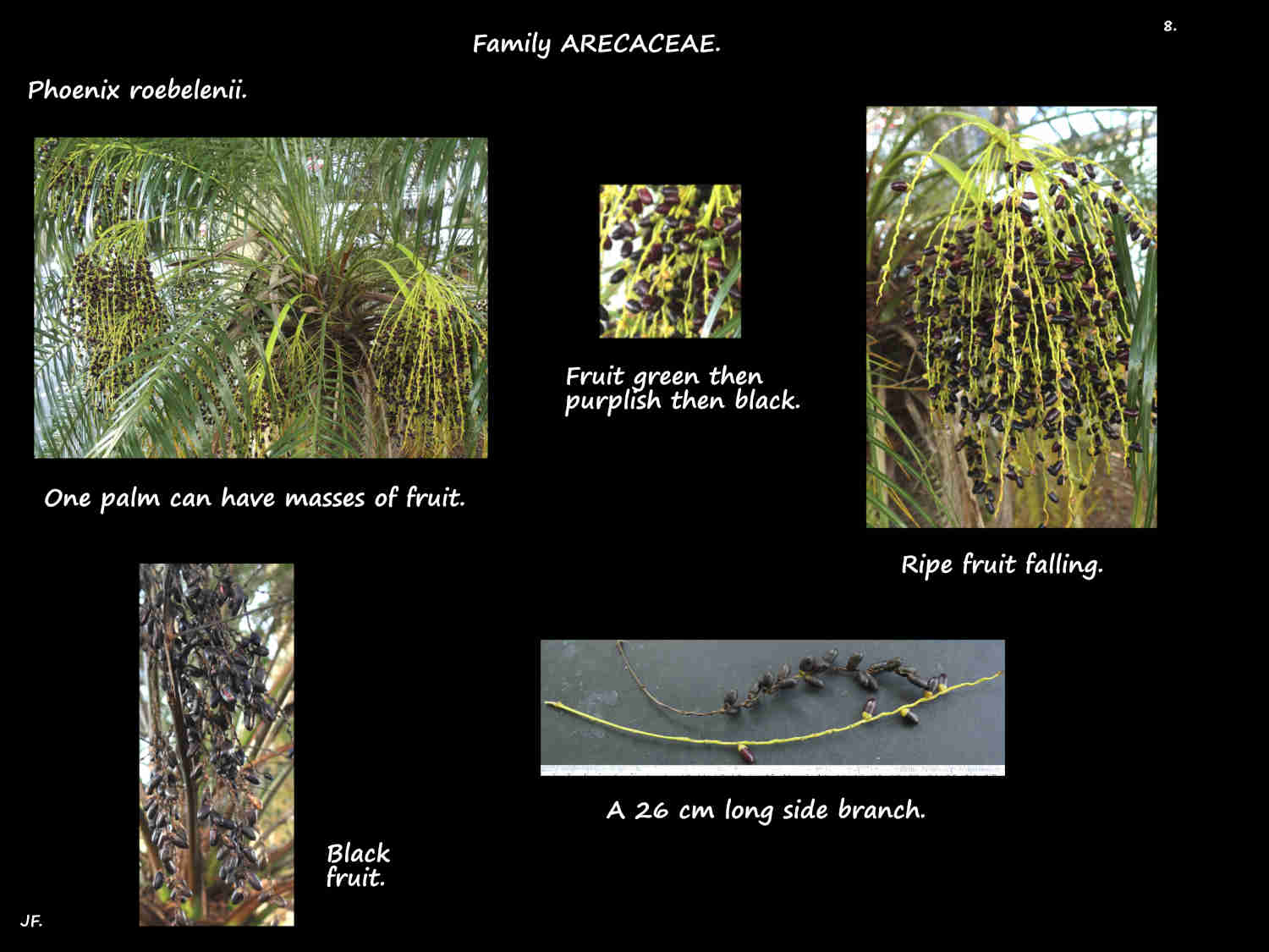 8 Dwarf date palm fruit