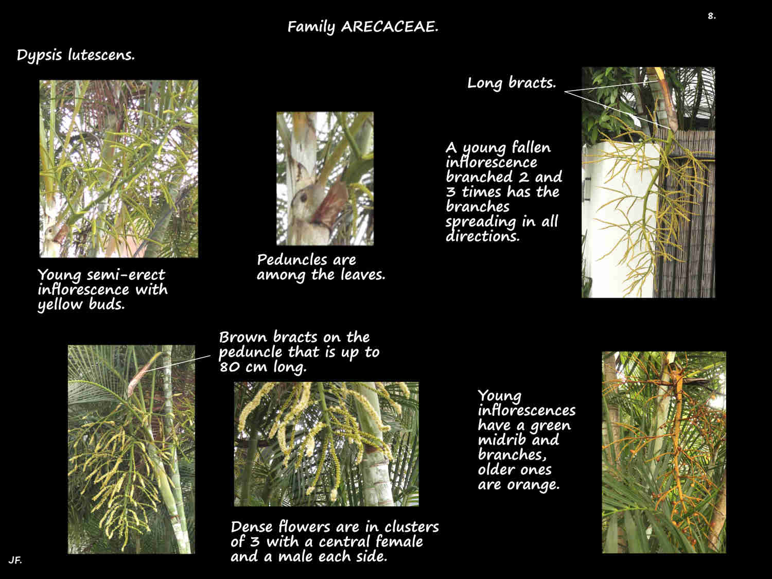 8 Dypsis lutescens inflorescences